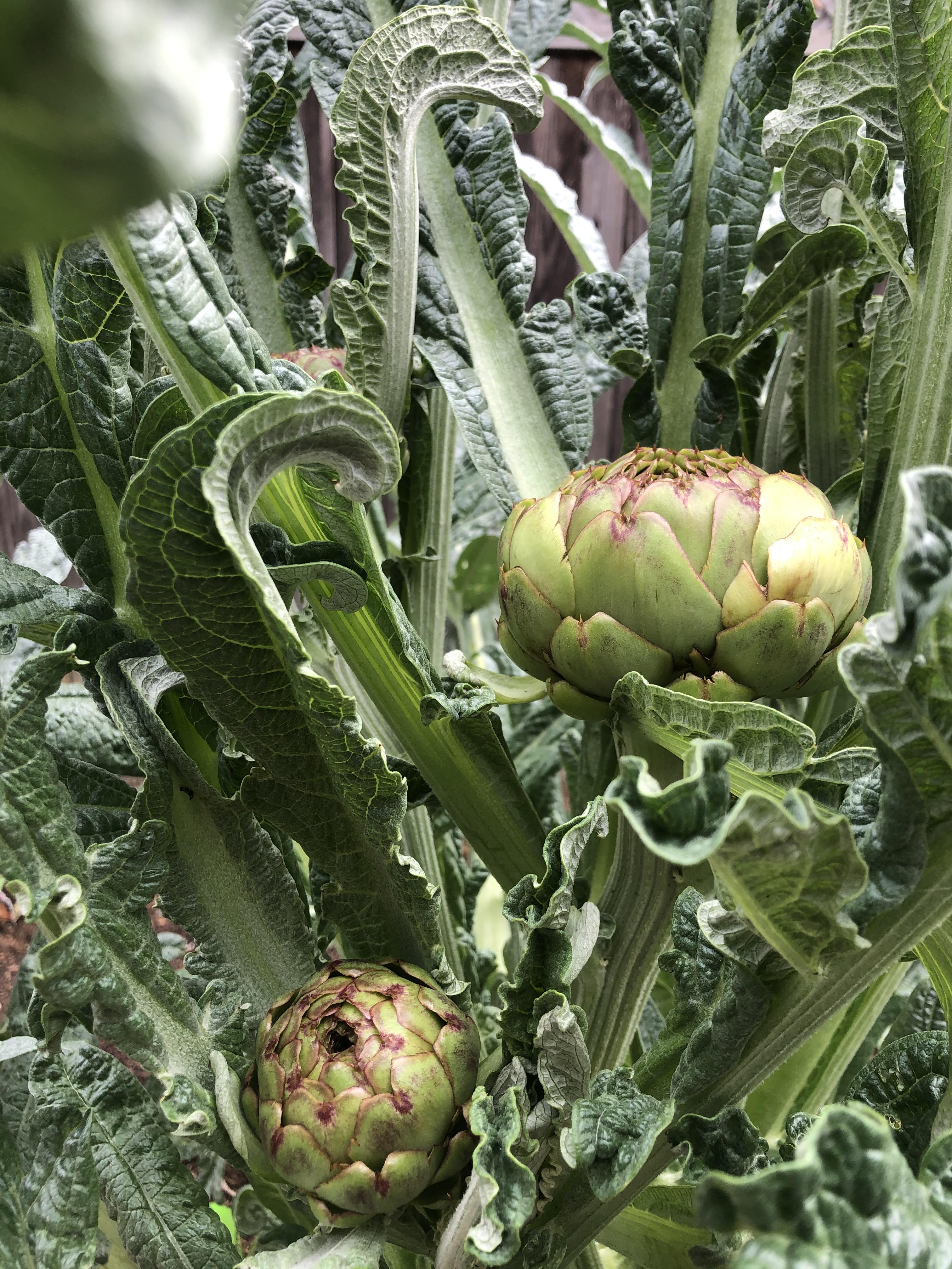 Planted this artichoke almost a year ago & just about wanted to give up