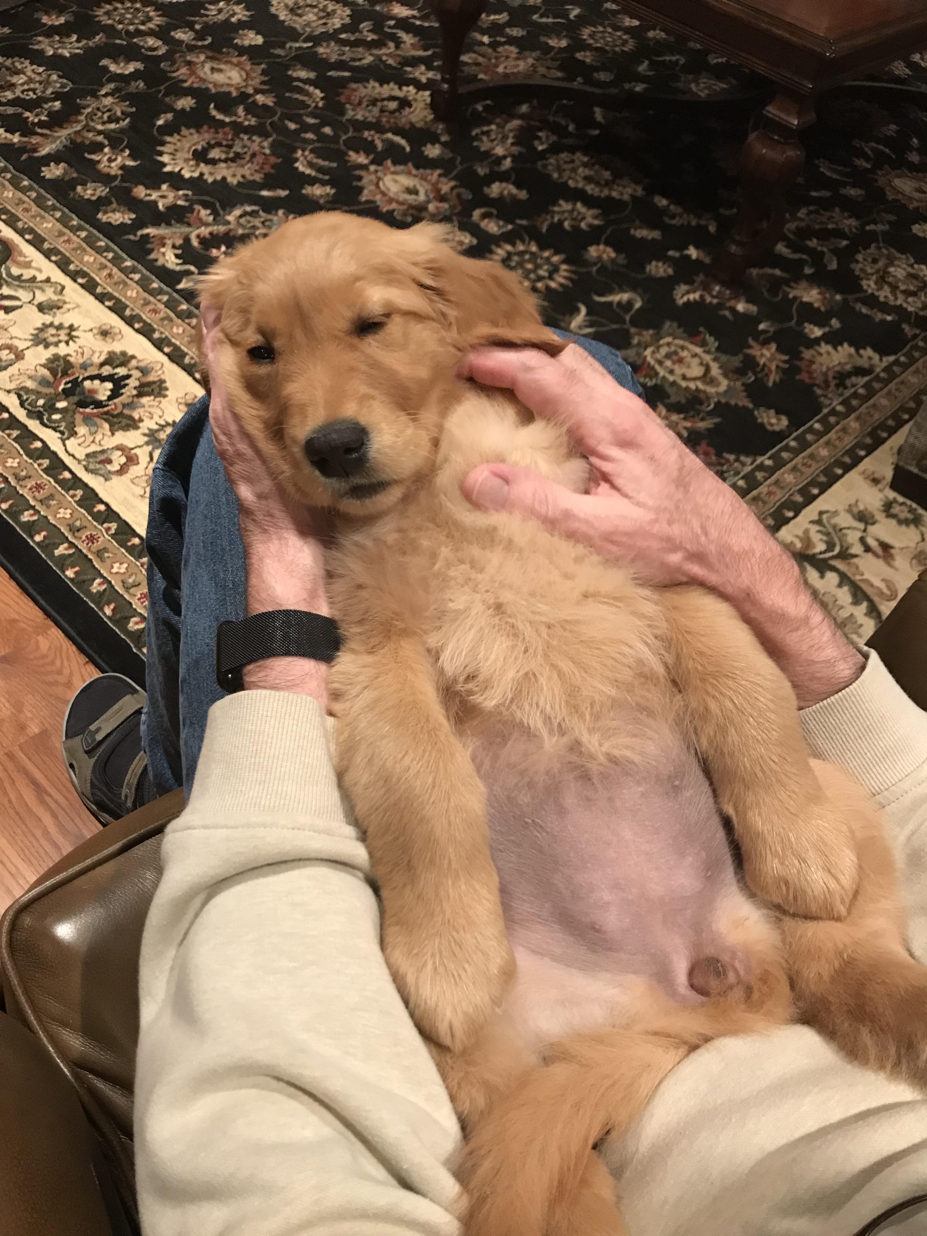 Cute golden retriever puppy adorable little fluff balls r/aww