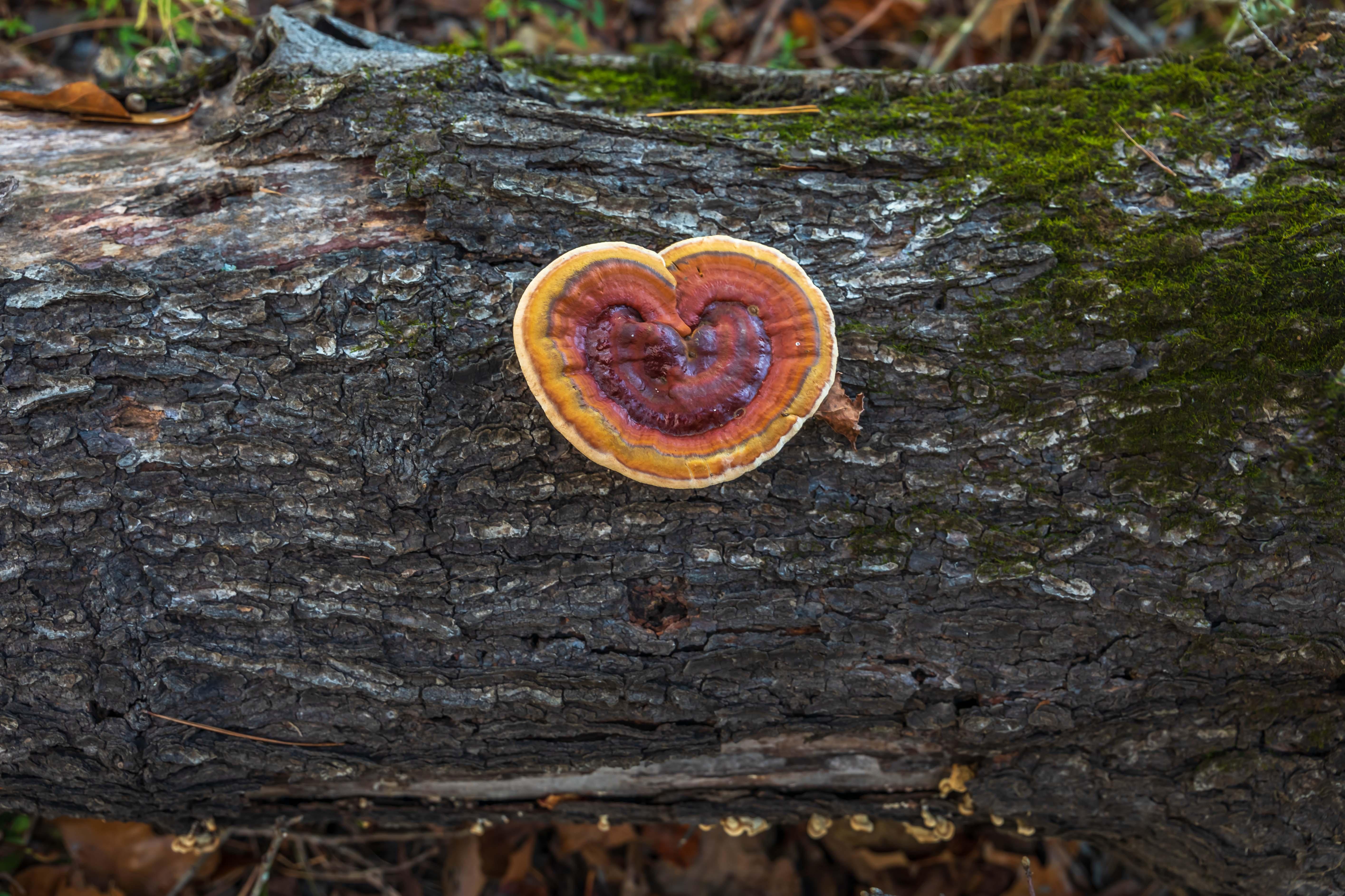 This heart shaped fungus. r/mycology