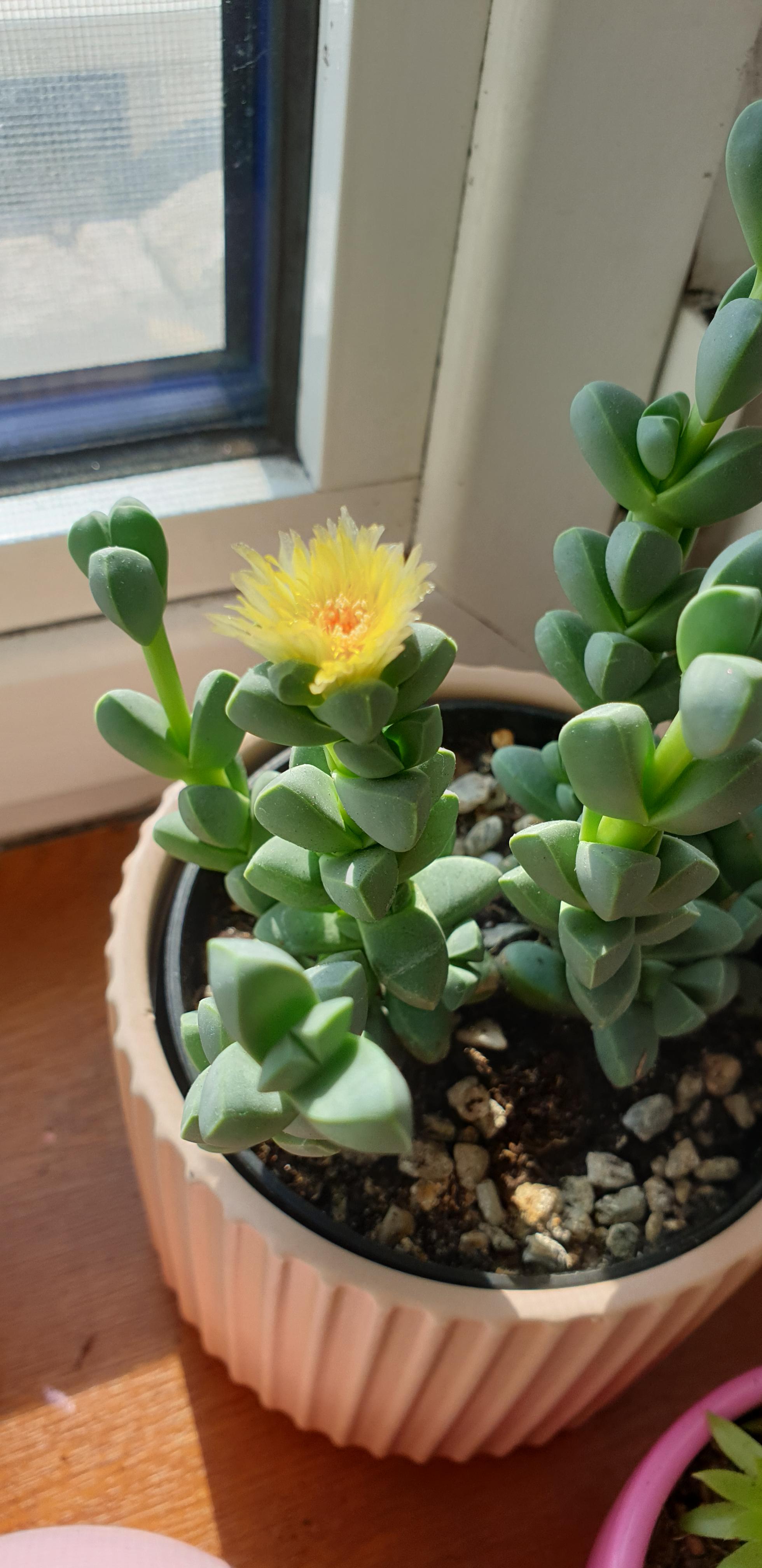 5 best u/veryxthicc images on Pholder Succulents, Crystals and