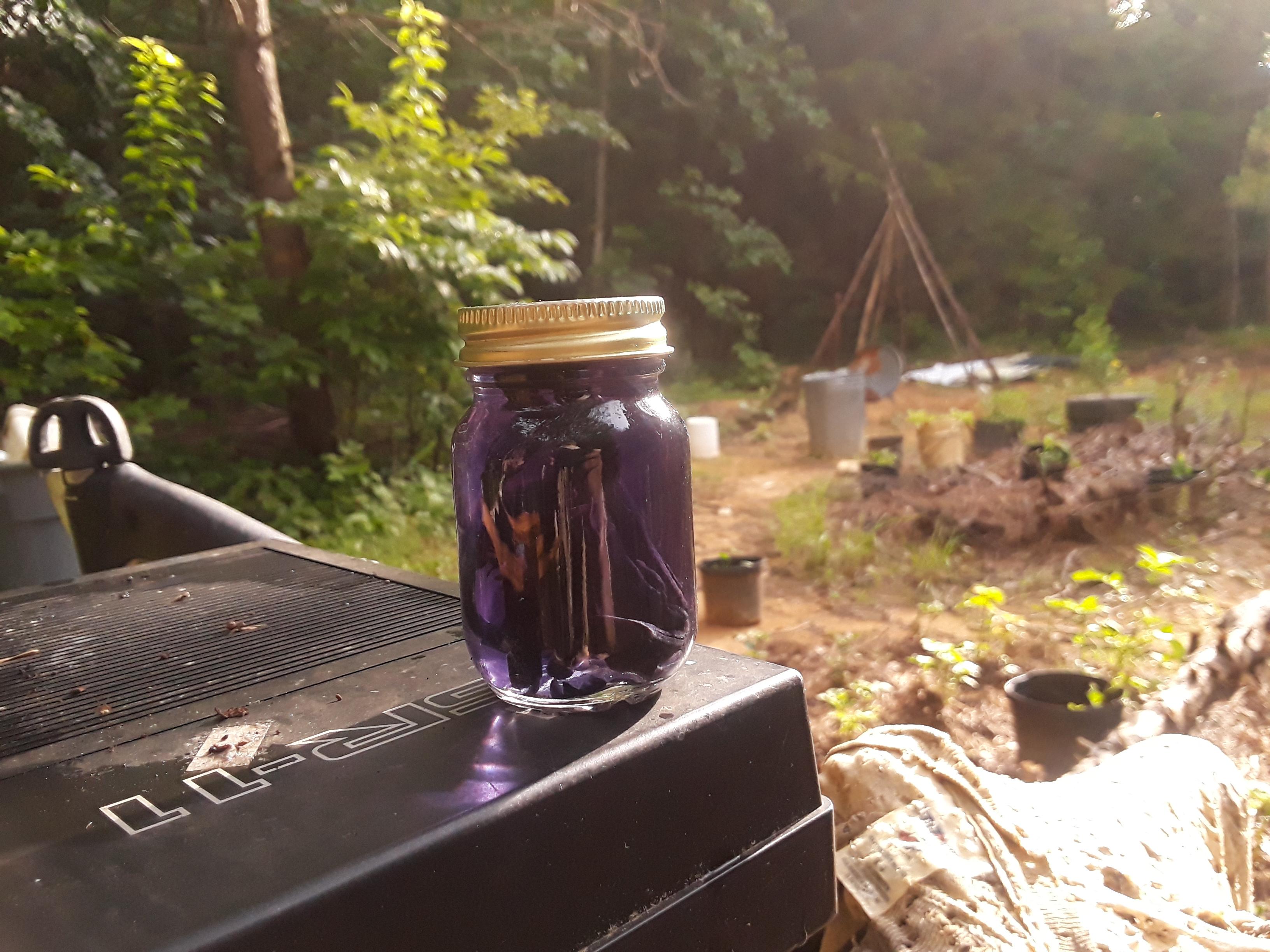 Monotropa uniflora (Ghost pipe) tincture has unexpected violet/purple color... From a pure white