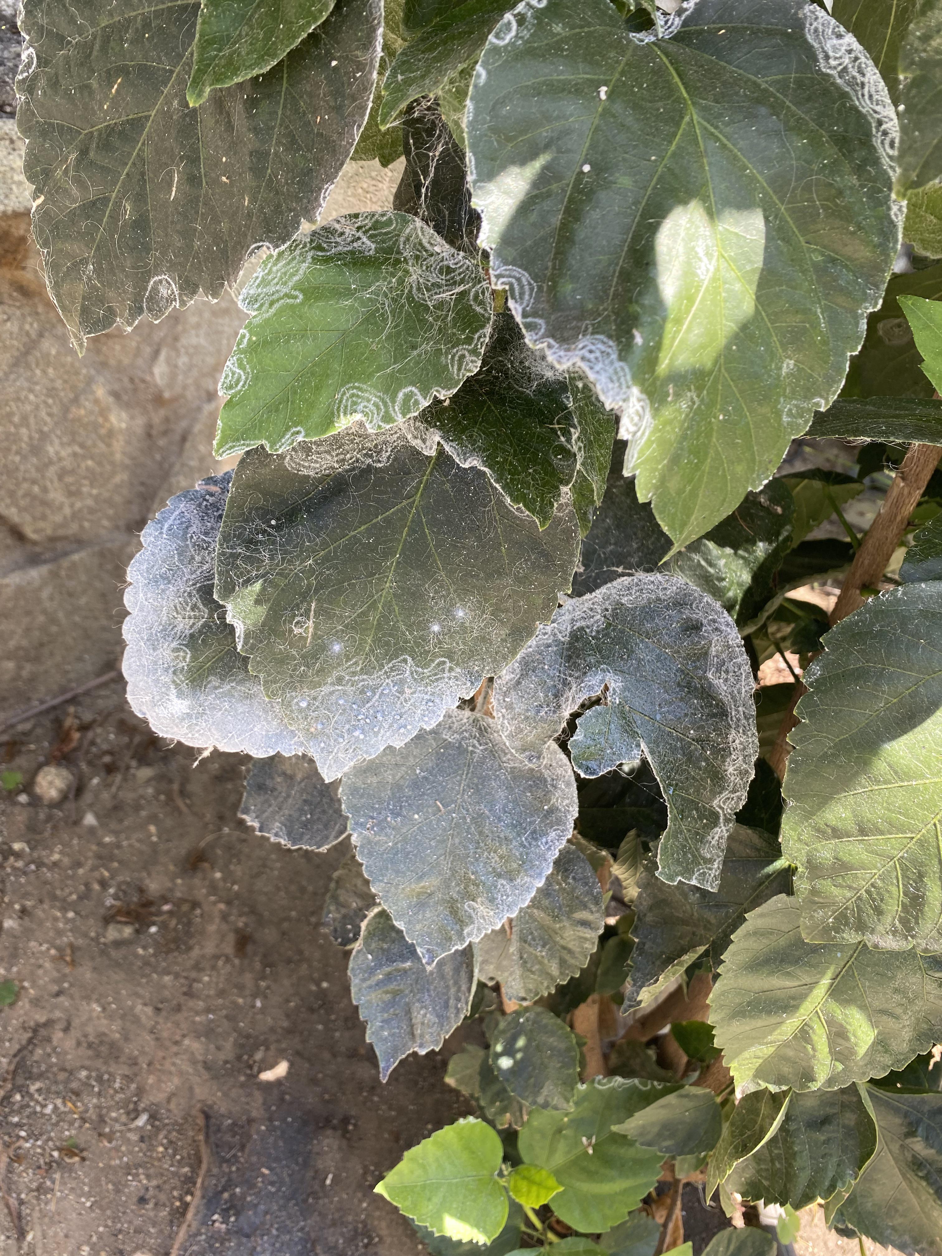 What is this white stuff on the side of my hibiscus? What’s the remedy