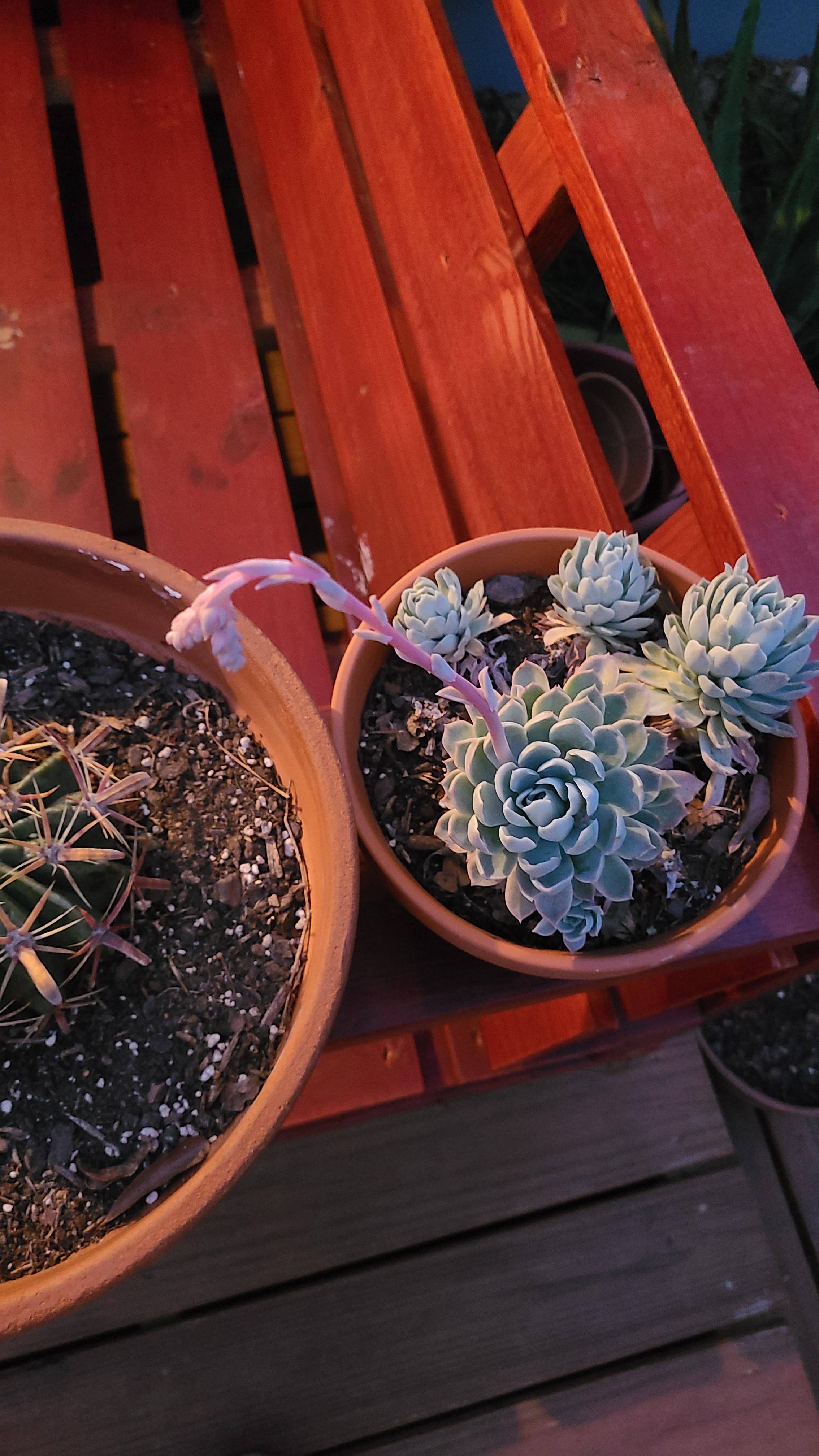 this cool umbrella thing. what is it and what is its purpose? succulents