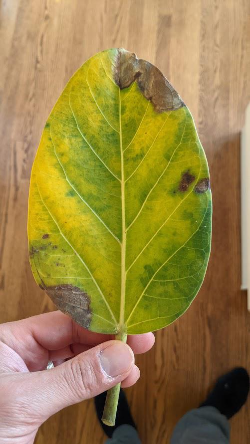 Ficus Audrey Bush / Yellowing Leaves & Brown Spots. Purchased/Repotted