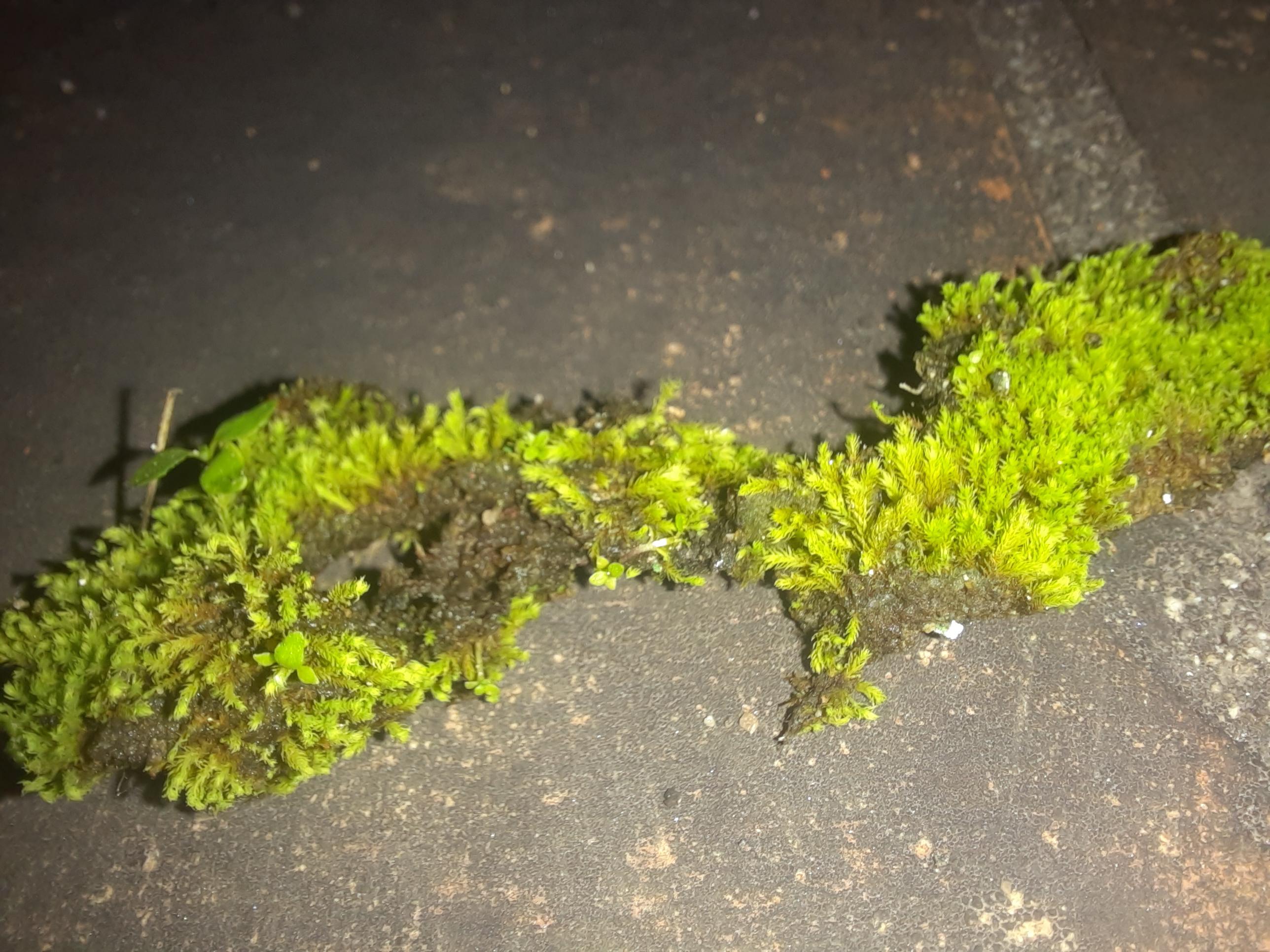I'm kinda new to mosses.....so plz help me with, 1). Is this a moss? 2