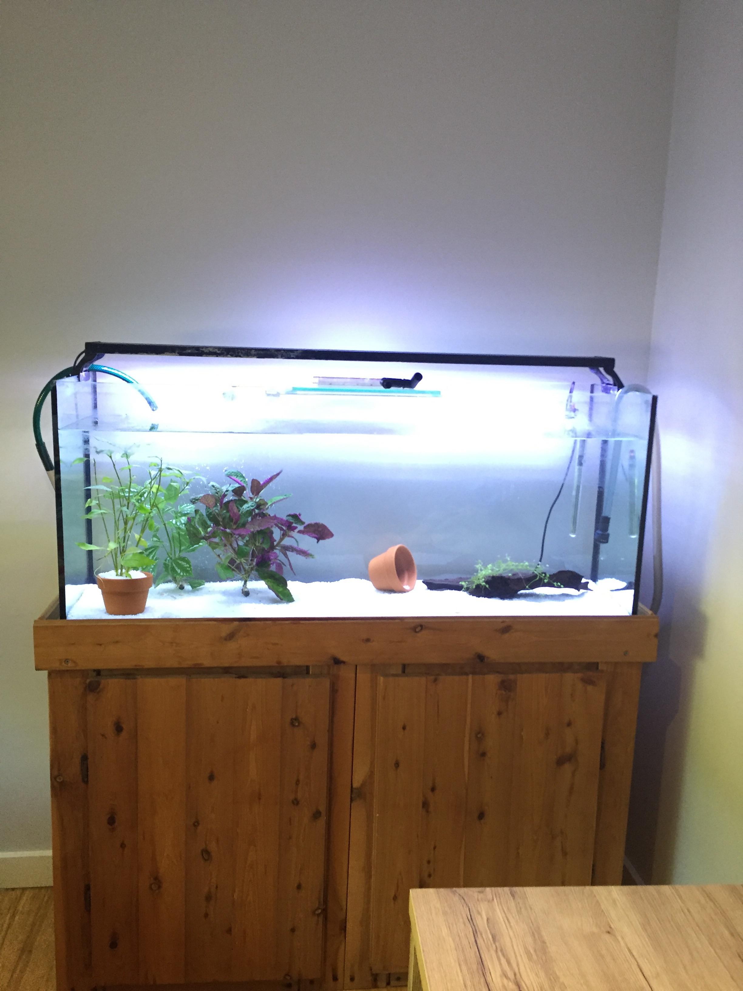 Can I put any cichlids in a 65 gallon community so far I’ve got 6 neon