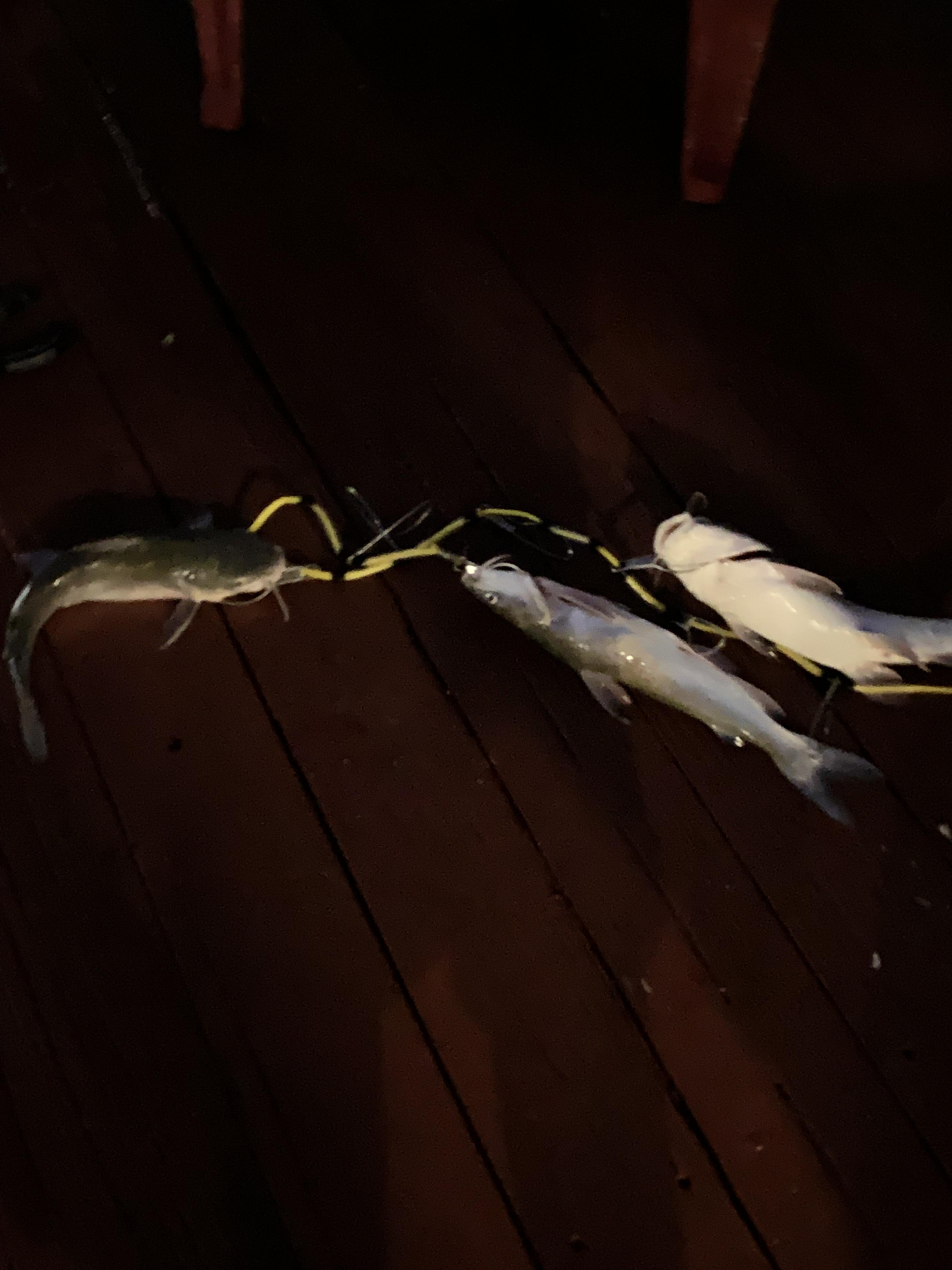 These three saltwater catfish that we just caught in Clearwater Florida r/Fishing