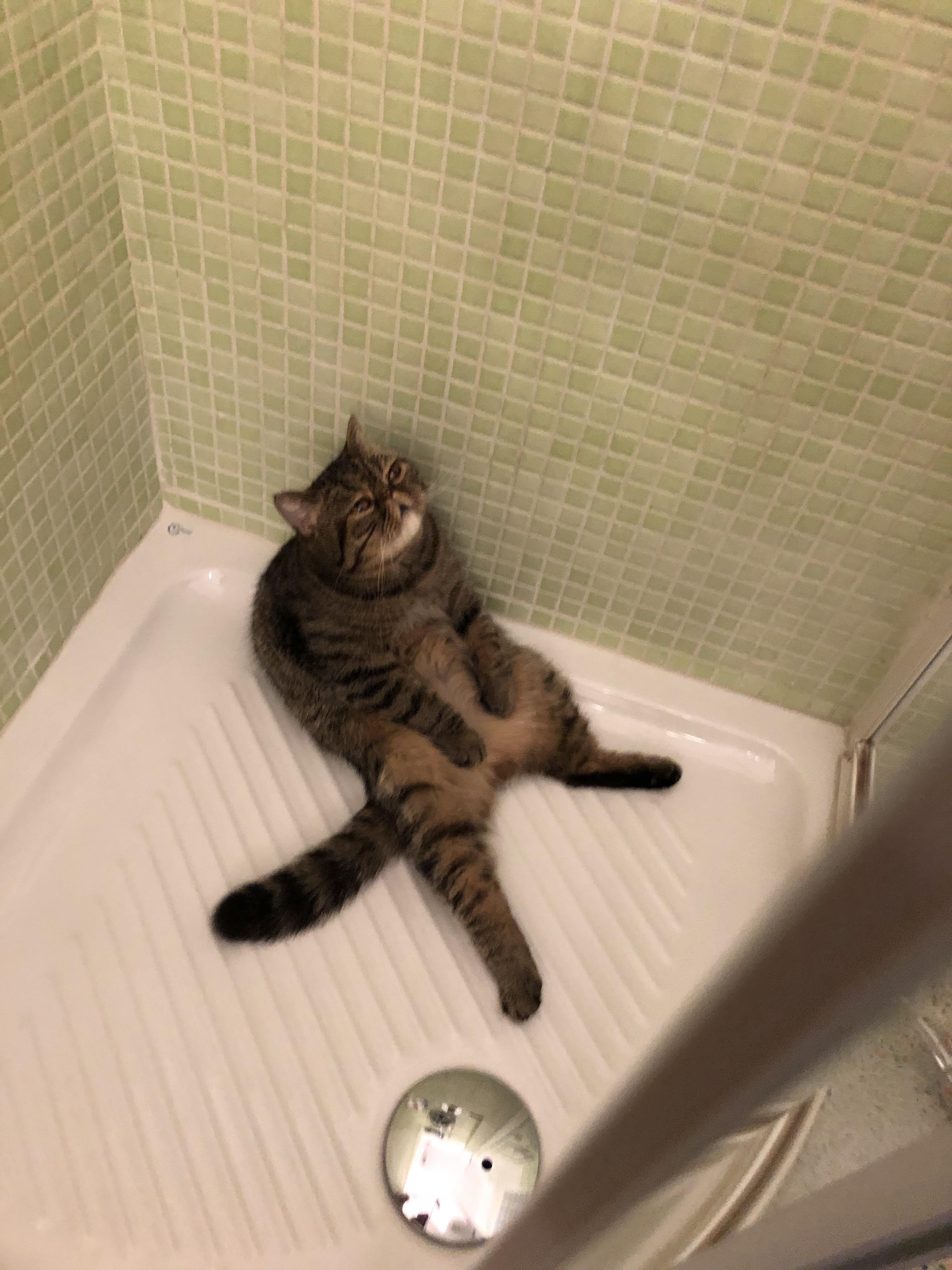 Chilling in the shower cats
