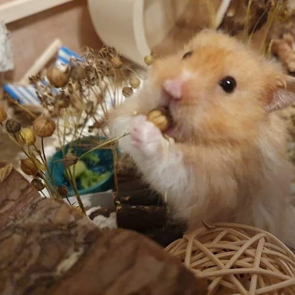 Yummy new flax sprays 😋🐹 r/hamsters