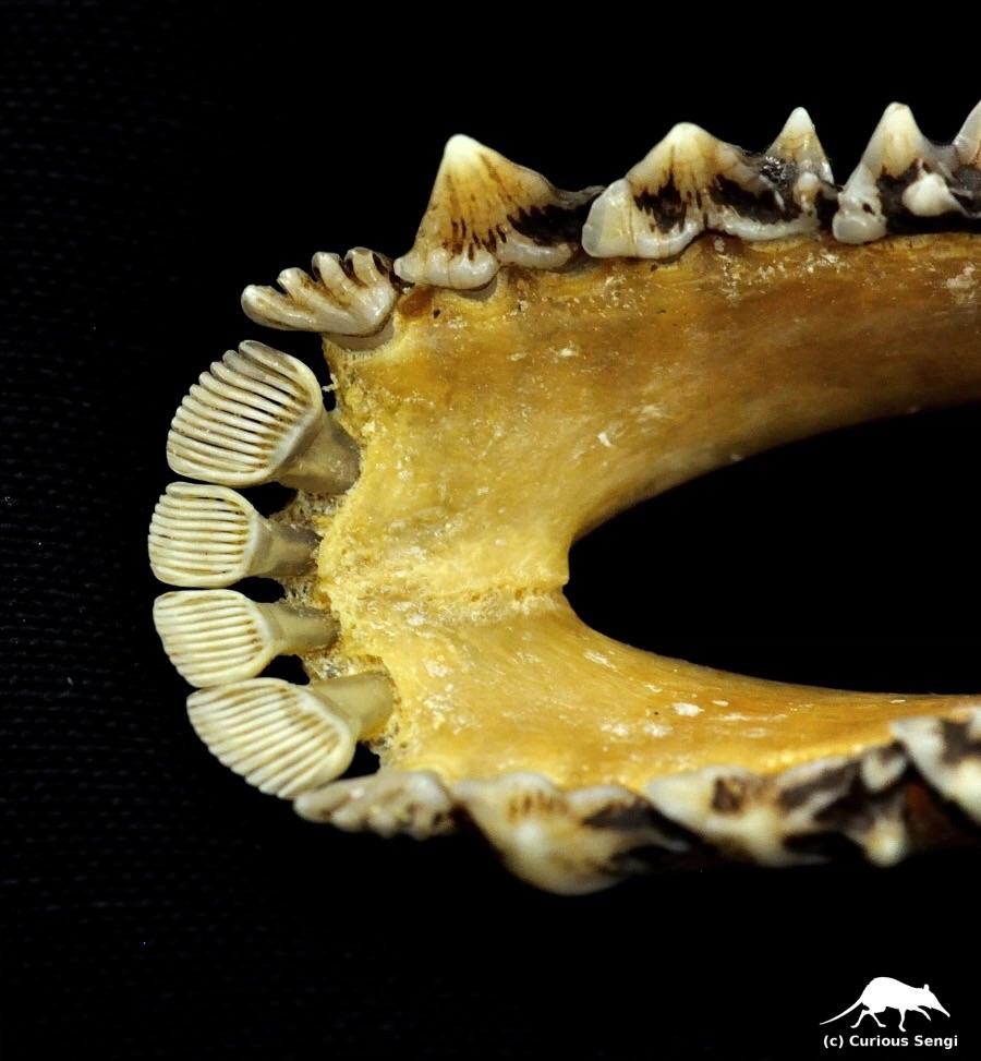 A Colugo’s pectinate incisors, or tooth combs. r/interestingasfuck