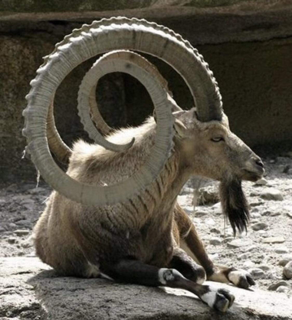 This goats horns r/Damnthatsinteresting