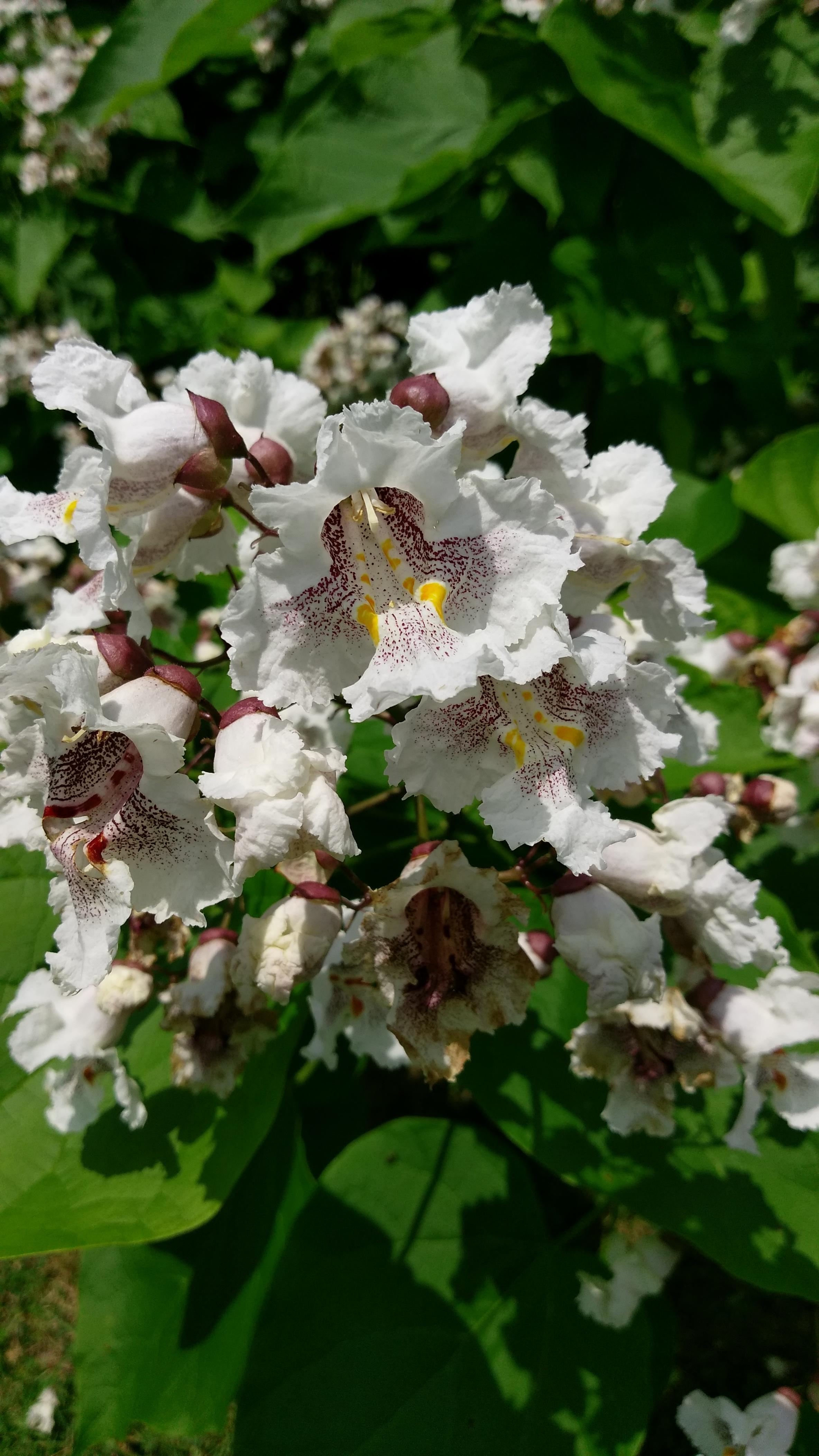 What is this wild flower. West Virginia area r/whatsthisplant