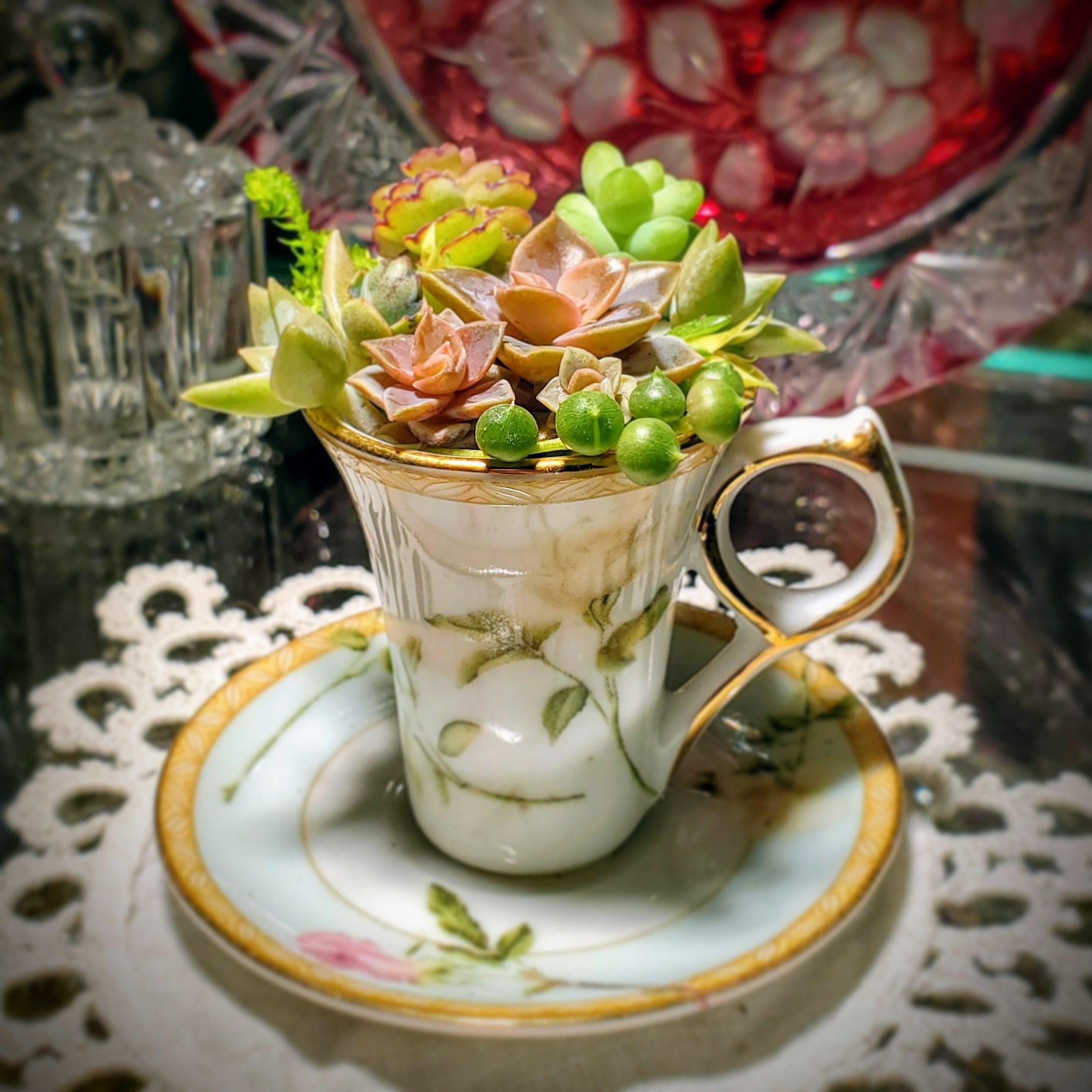Cup of succulents...I had fun using some succulent cuttings in this demitasse cup. r/succulents
