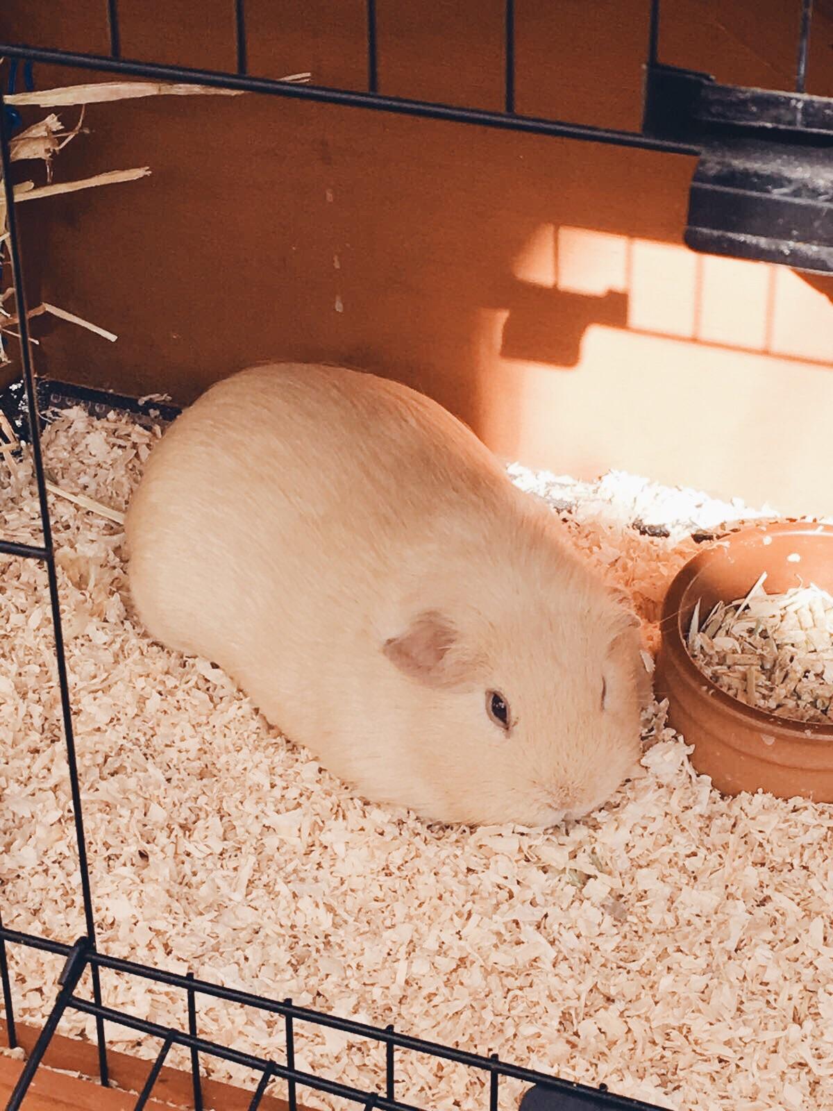 My friends guinea pig looks like a loaf of bread r/aww