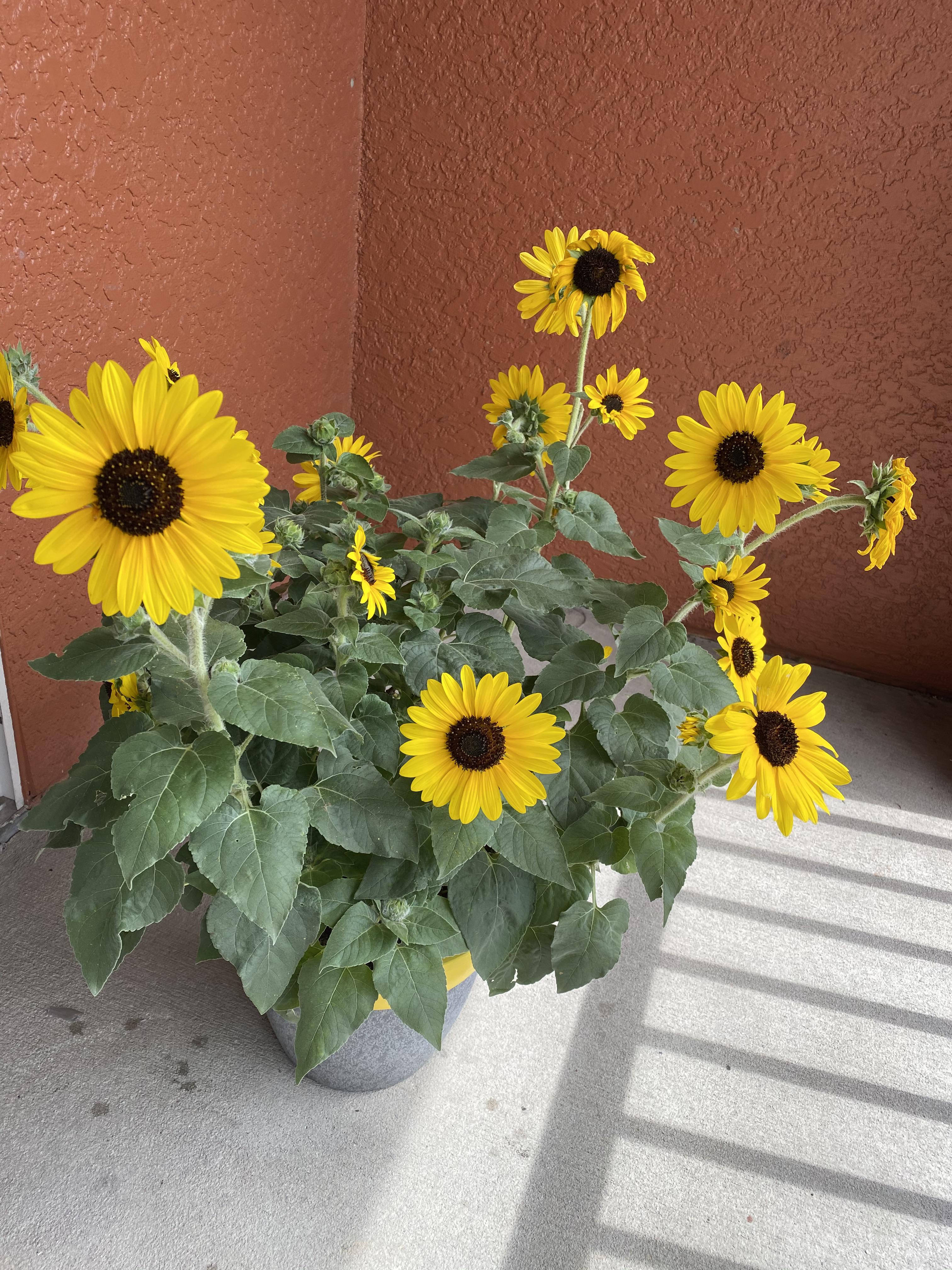 Future In Laws know how much I love sunflowers so they picked some up