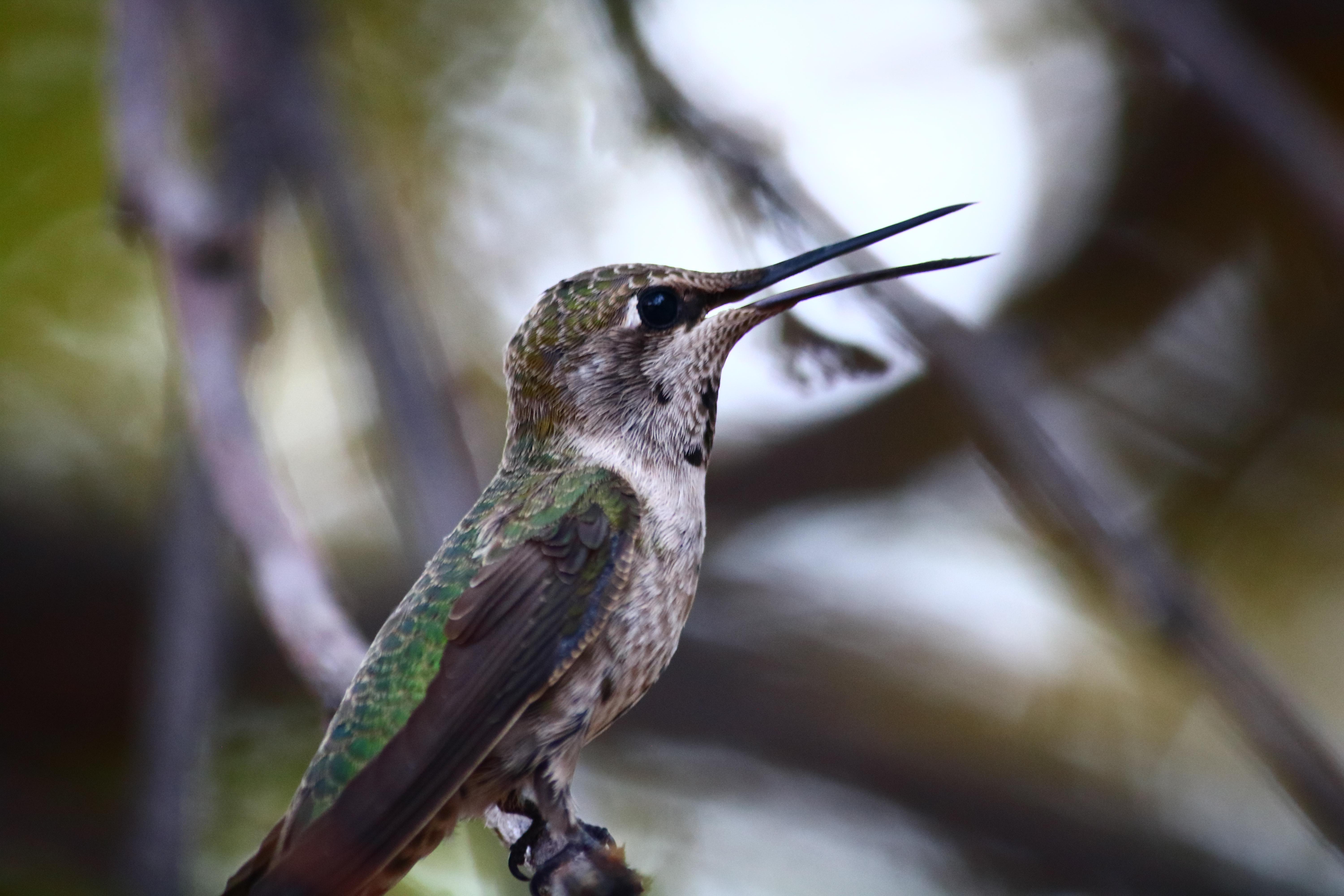 Broadtailed hummingbird returns to the tree with its mouth open after