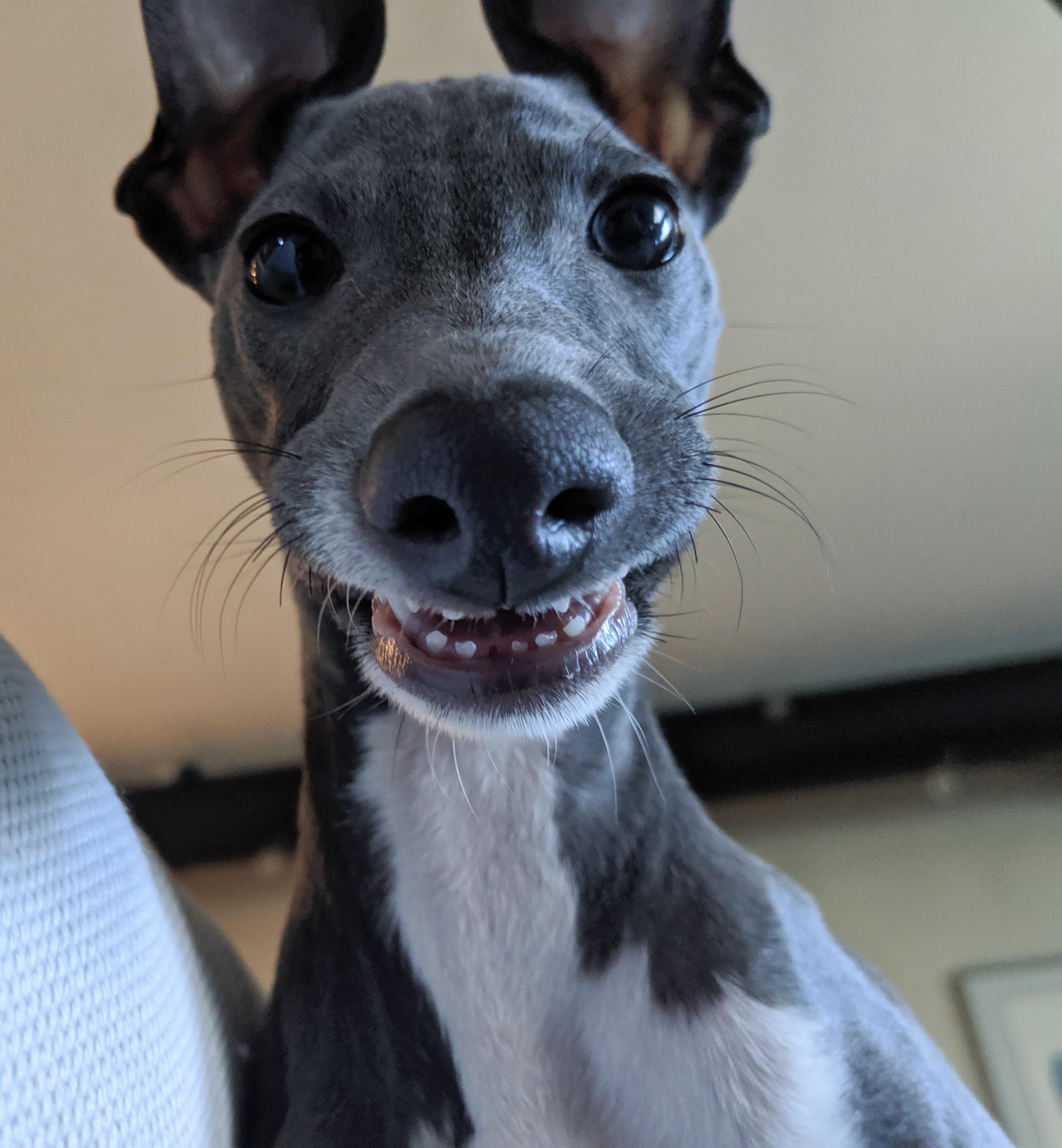 My dog lost his first tooth and he's freakin out over it r/toofers