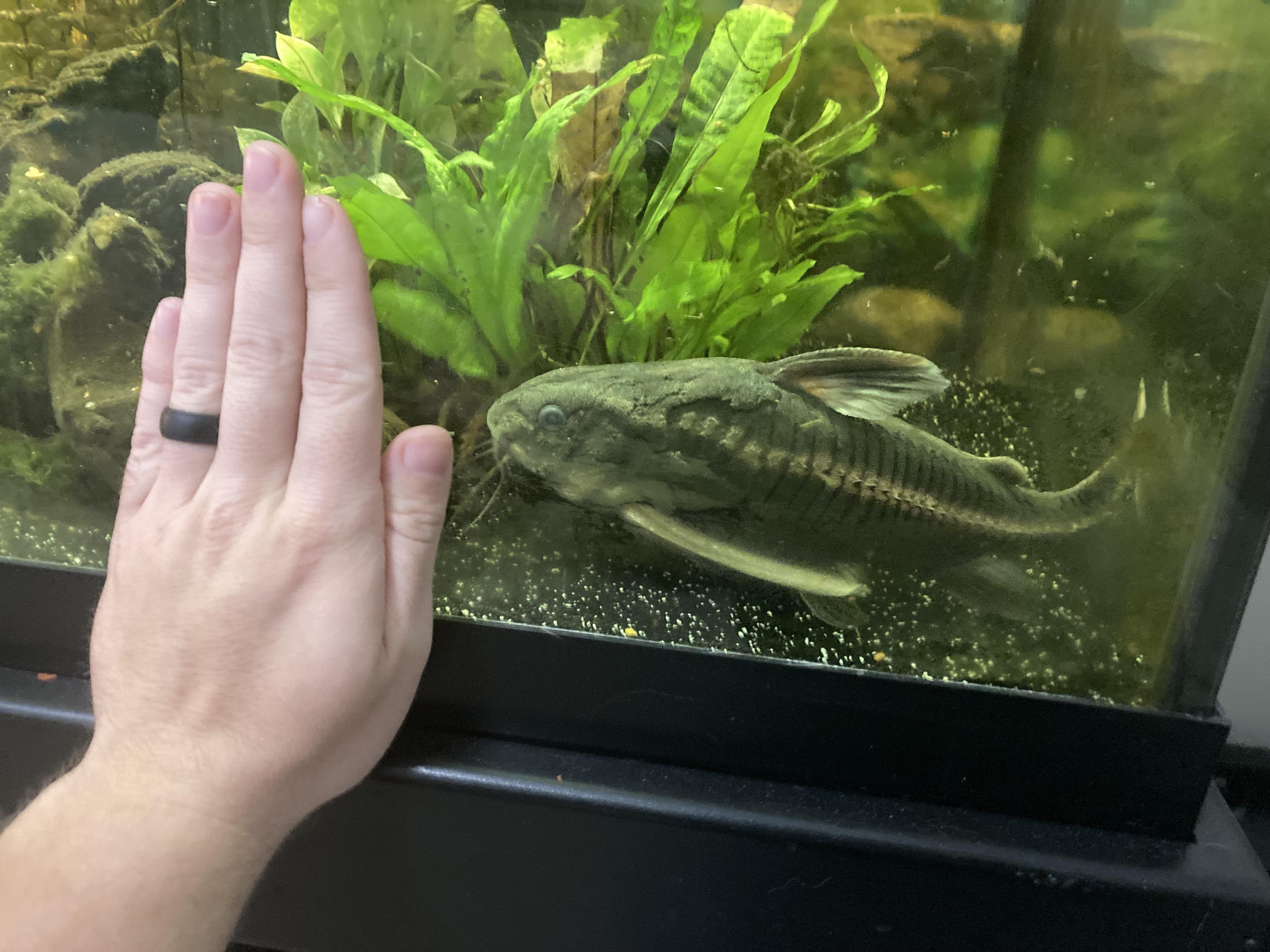 Idk how people don’t believe in the Loch Ness monster when I personally