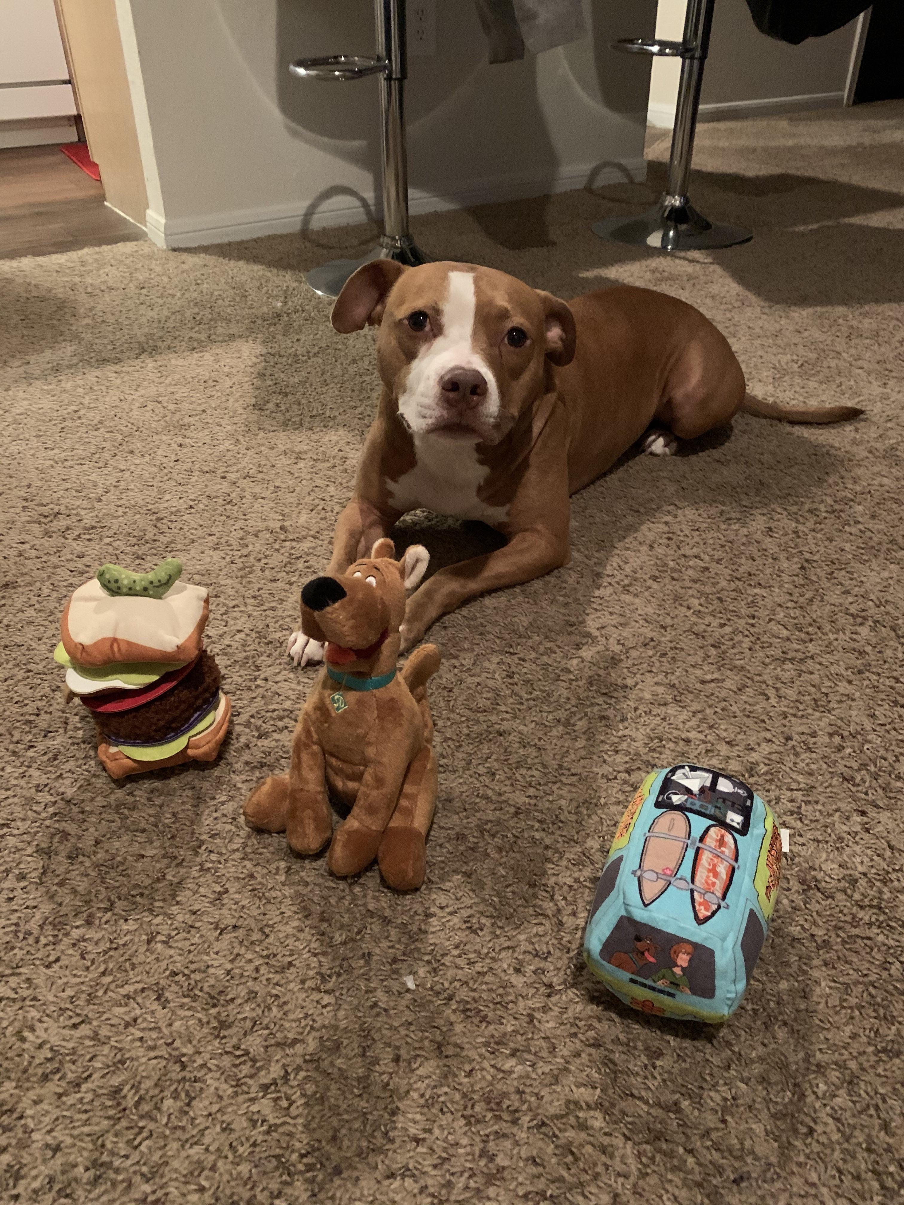 Maverick wanted to show everyone what he got in his Bark Box. He loves