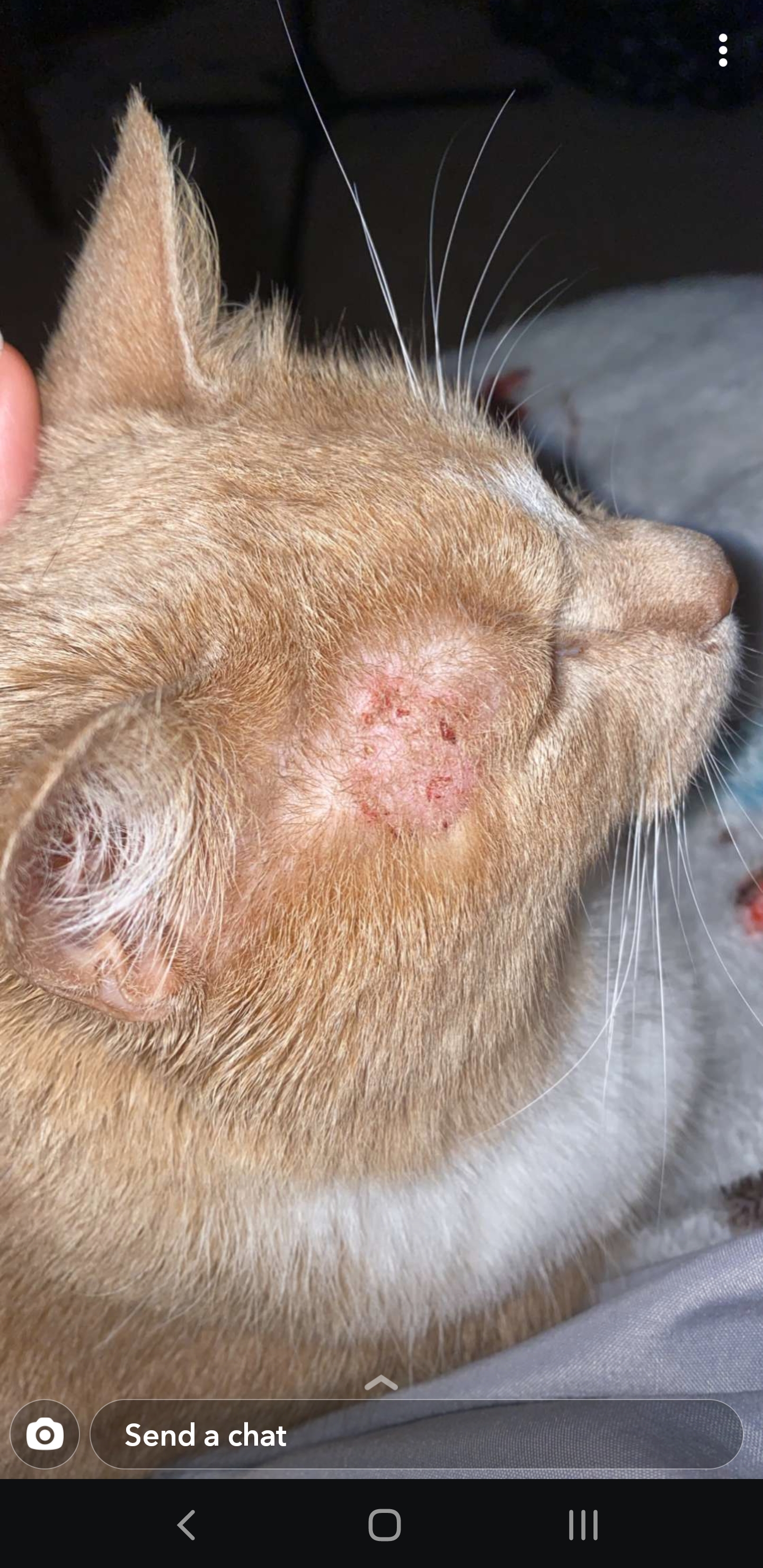 Not sure where to post, friend thinks this is ringworm, her vet said it