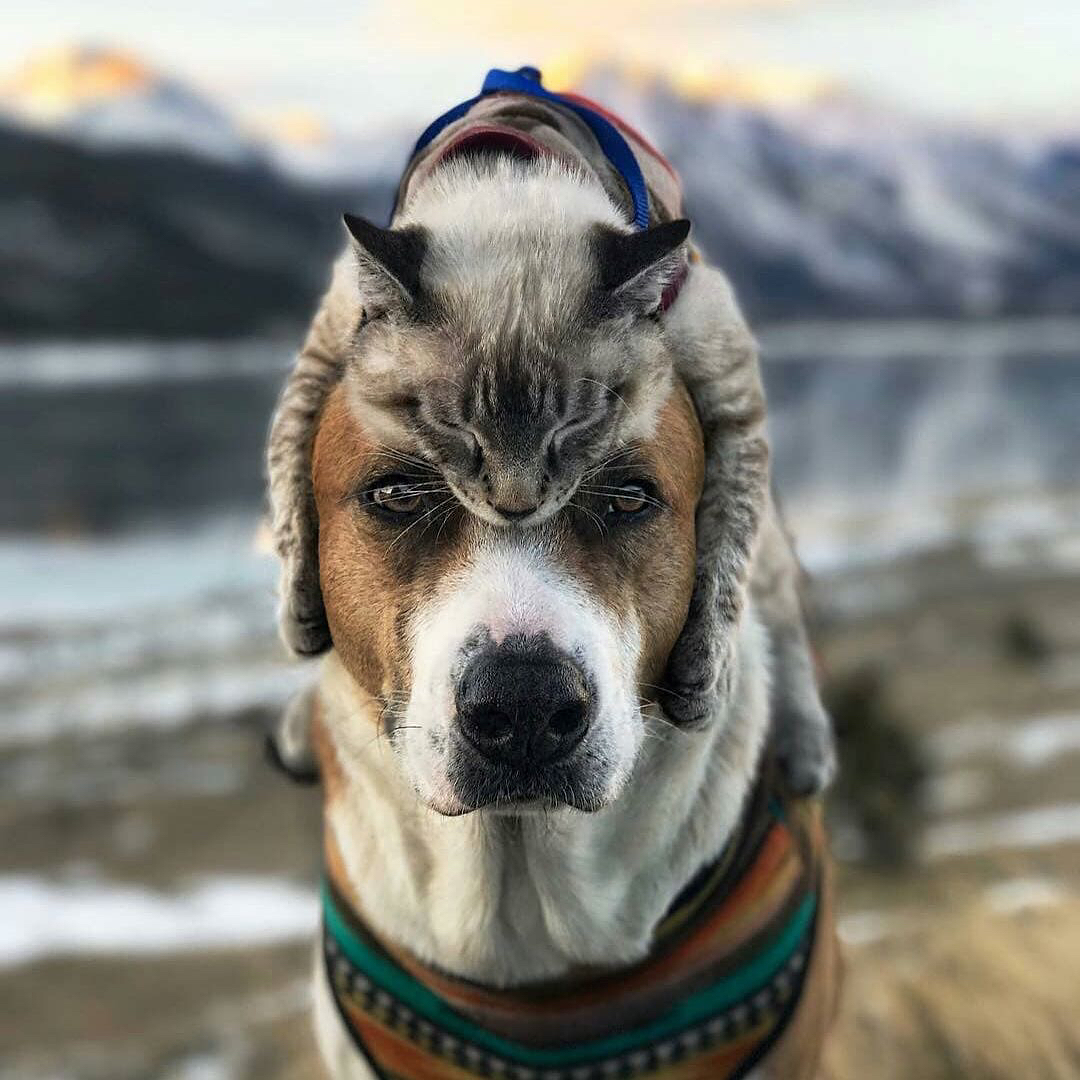 PsBattle Cat riding on a dog's head