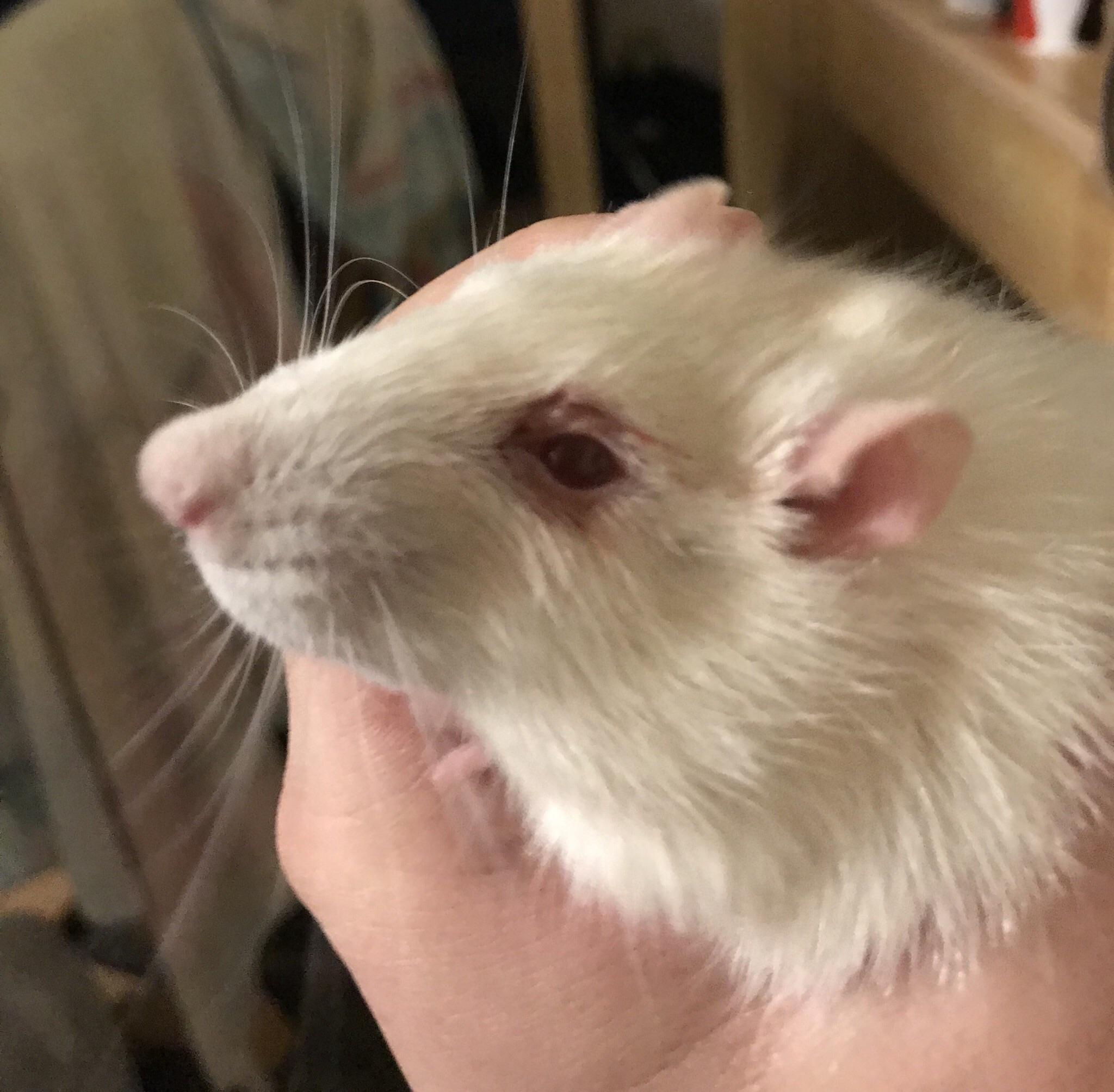 Porphyrin or Eye infection? r/RATS