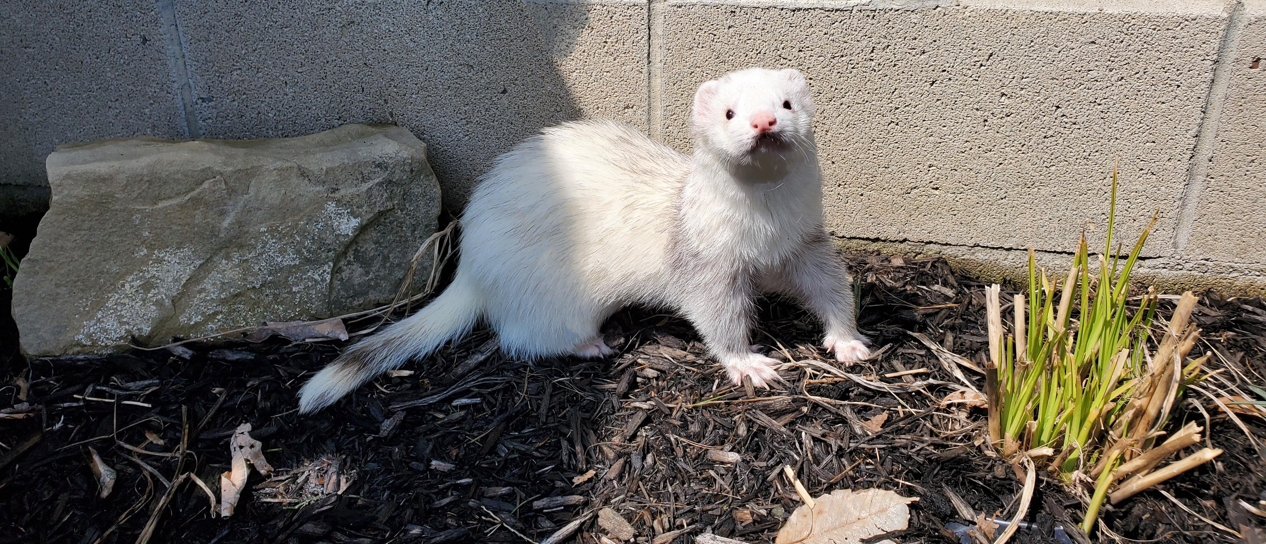 Fresh air for Samson. r/ferrets