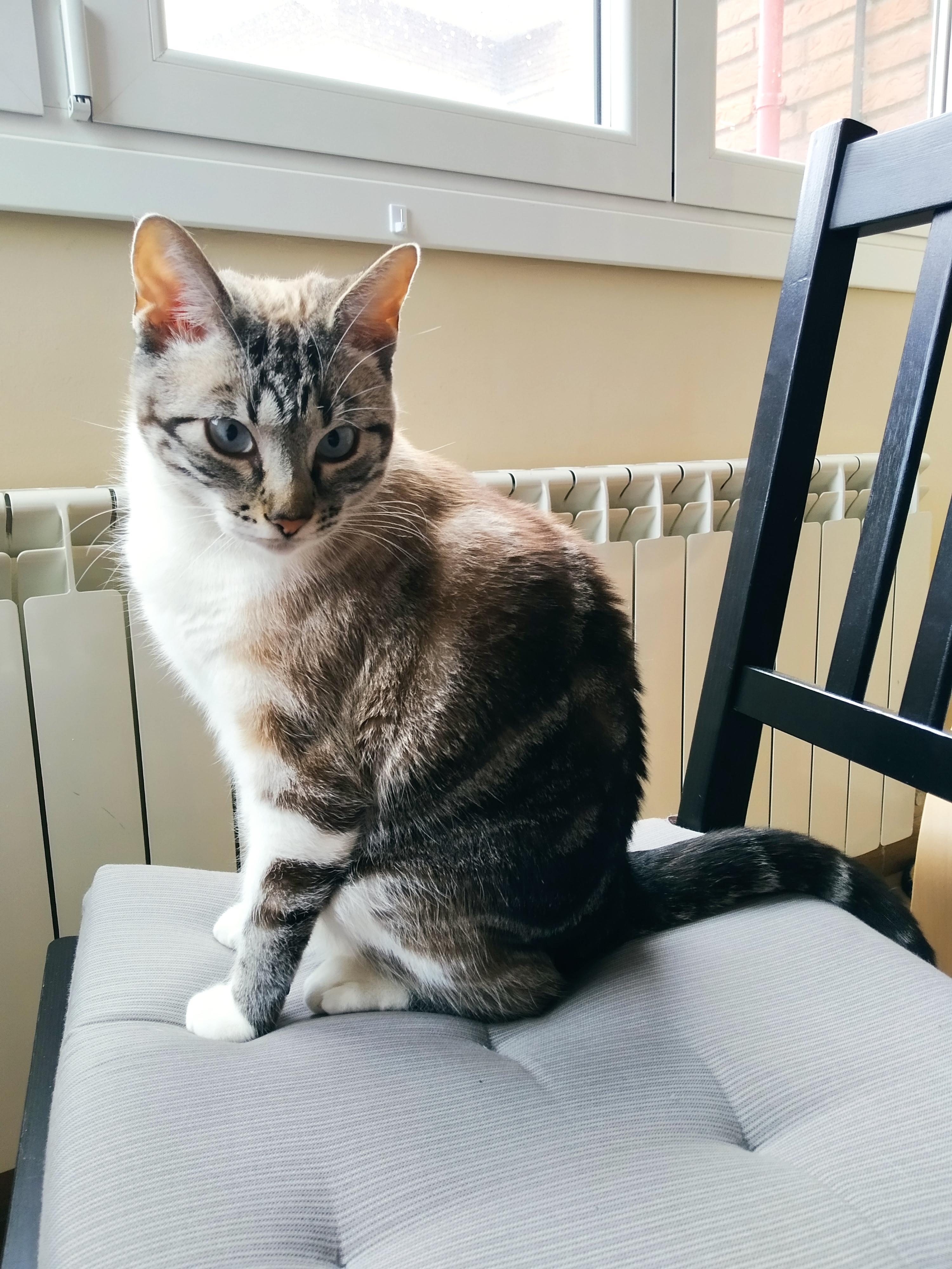 The best house cat r/lynxpointsiamese