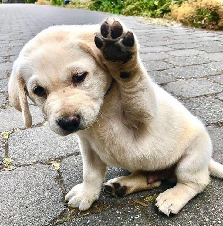 Dog waving with paw r/aww