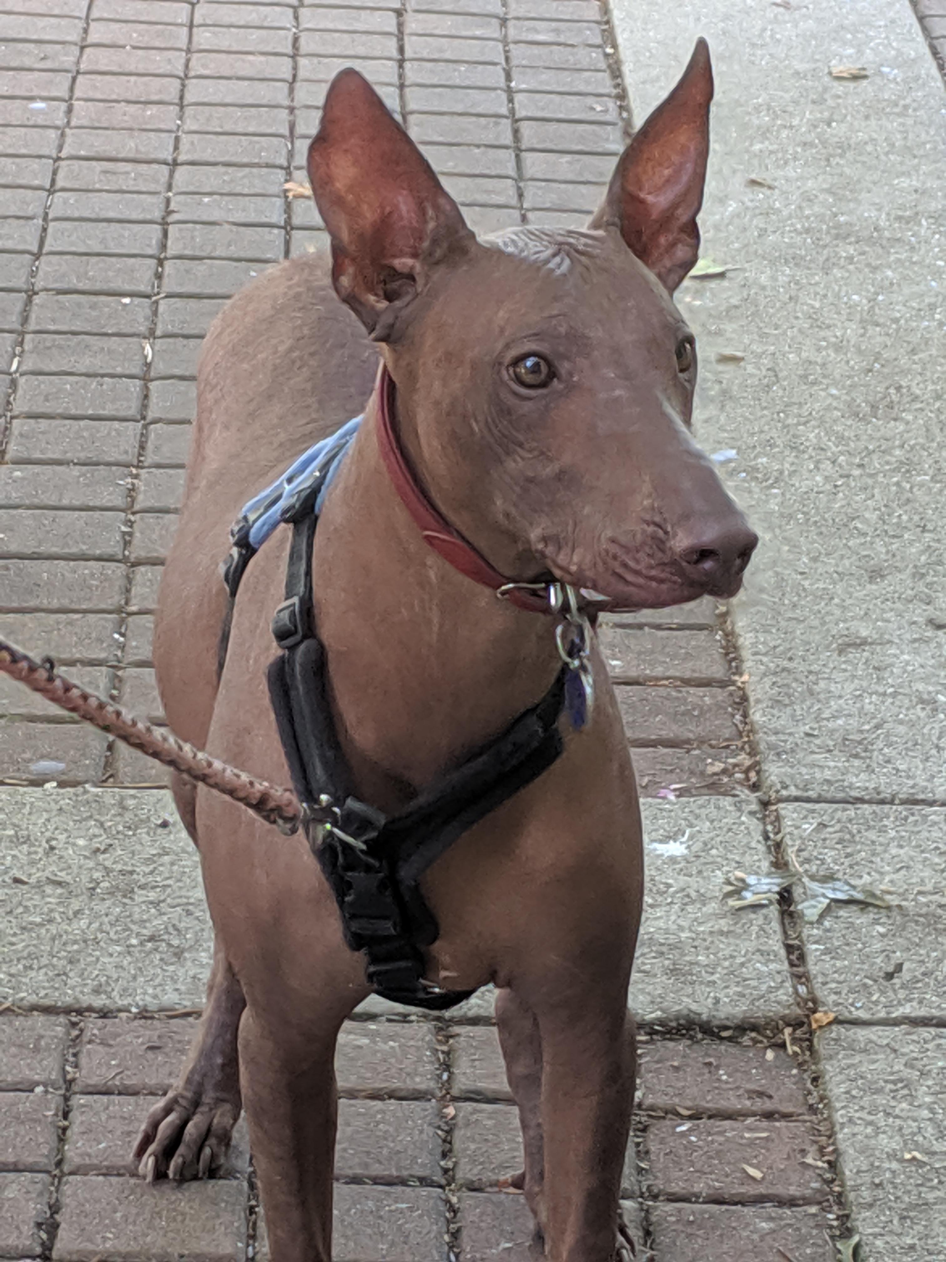 Met this dog today in Vancouver. From Mexico. Furless and skin like