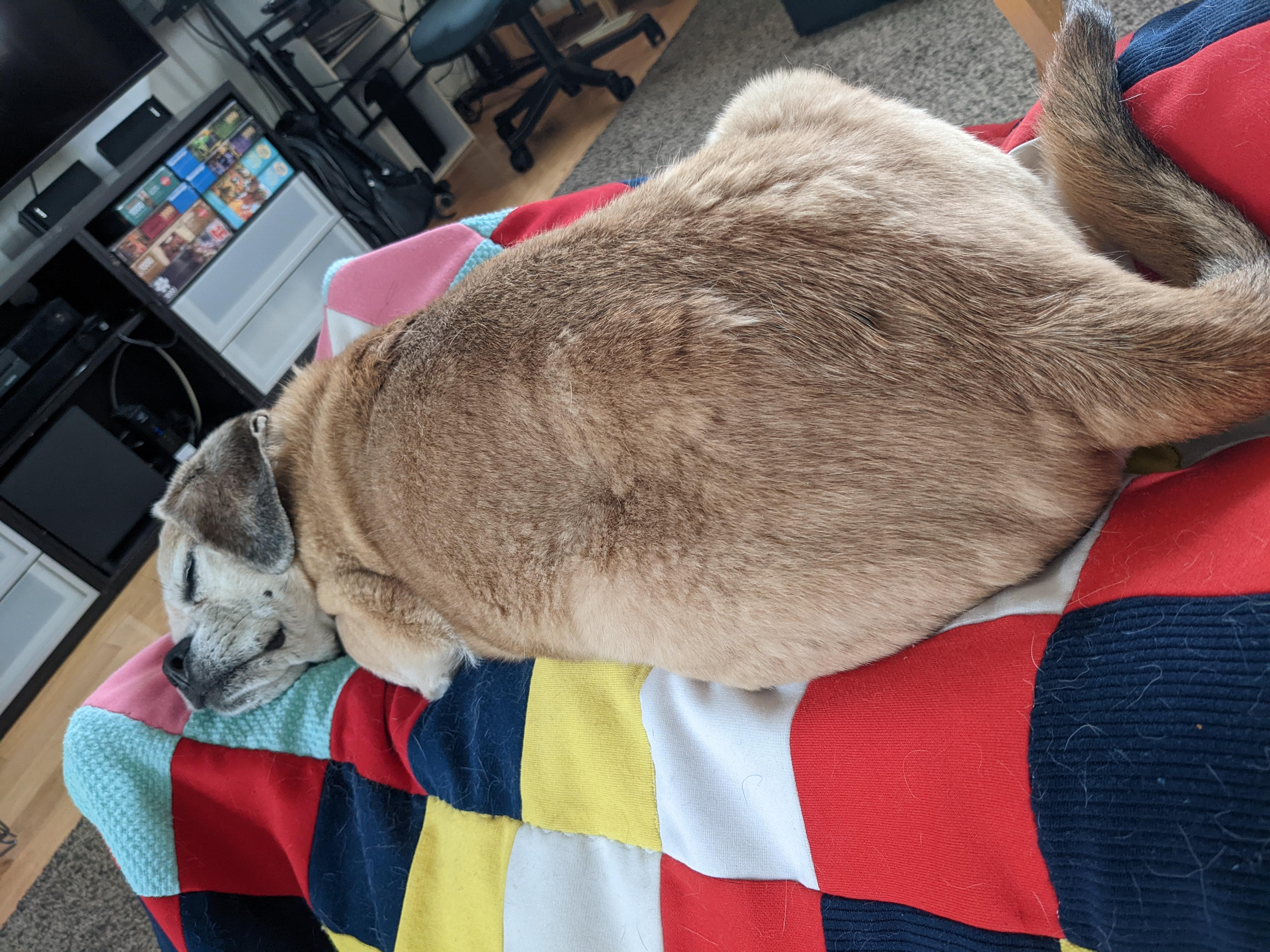 He's never happier then when he's making my foot fall asleep r/Puggle