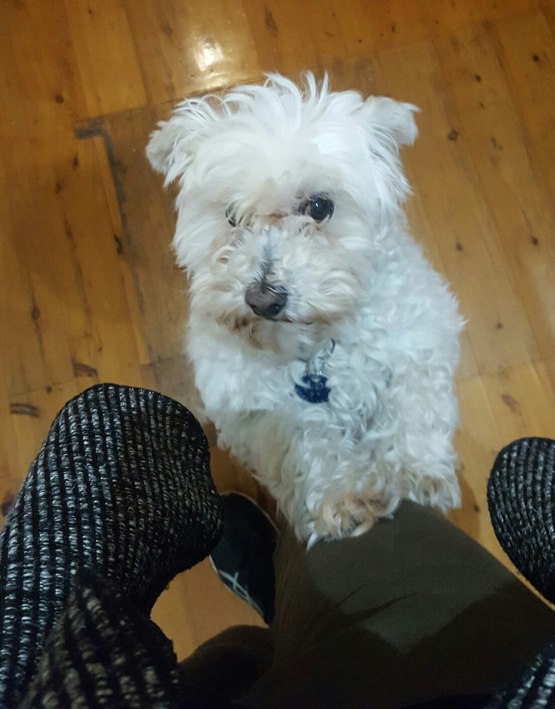 Everyone meet JD! He's very skittish, afraid of toasters, but when he