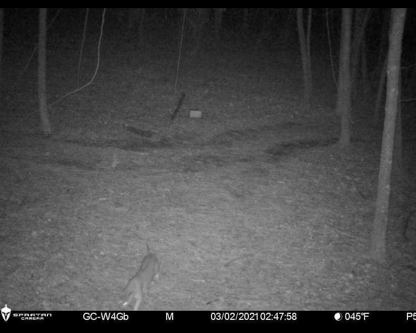 Potential mountain lion (???) spotted about 50 miles away from Atlanta