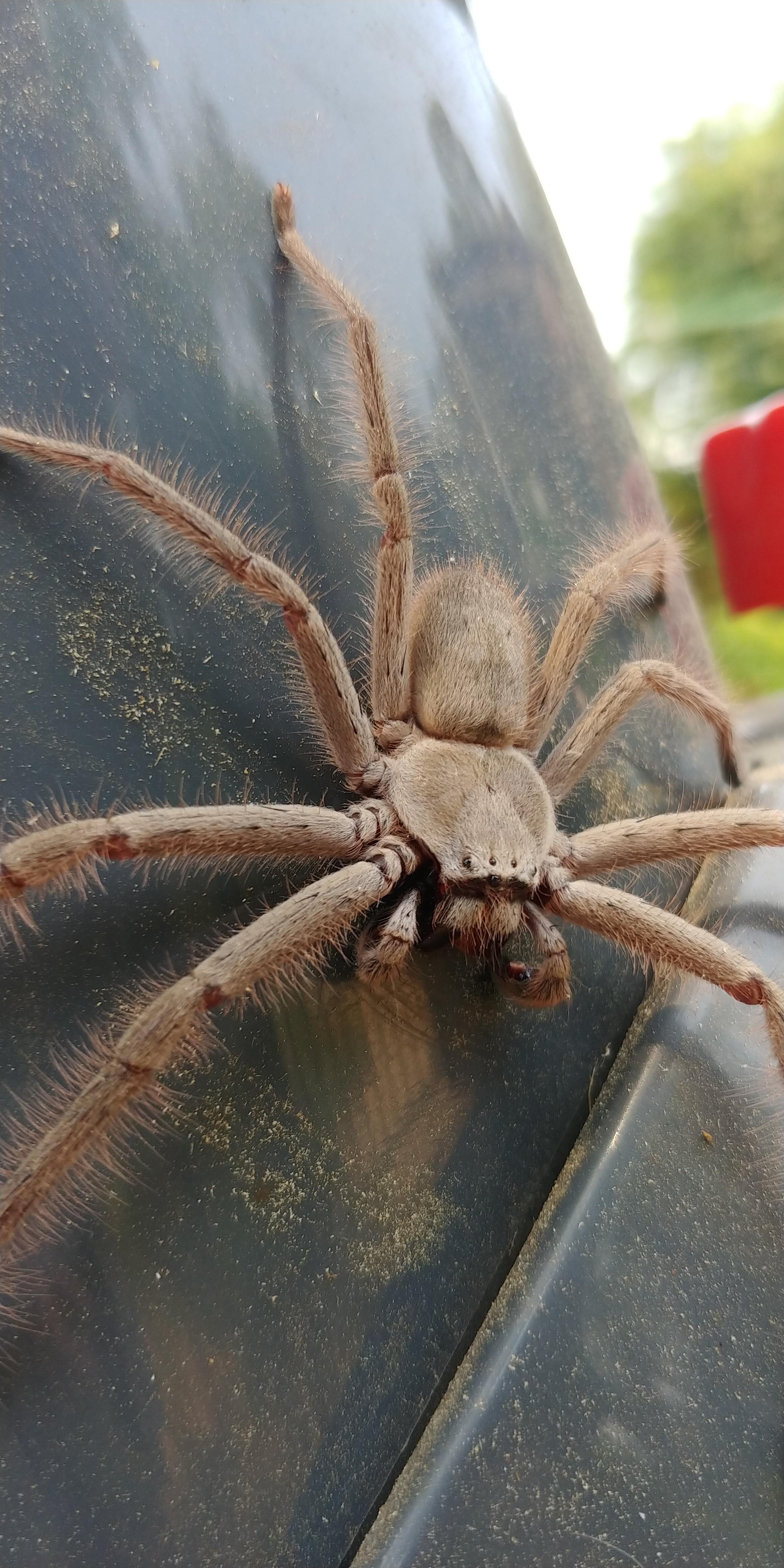 I got my eyes on you Huntsman spider, Southern Highlands, NSW