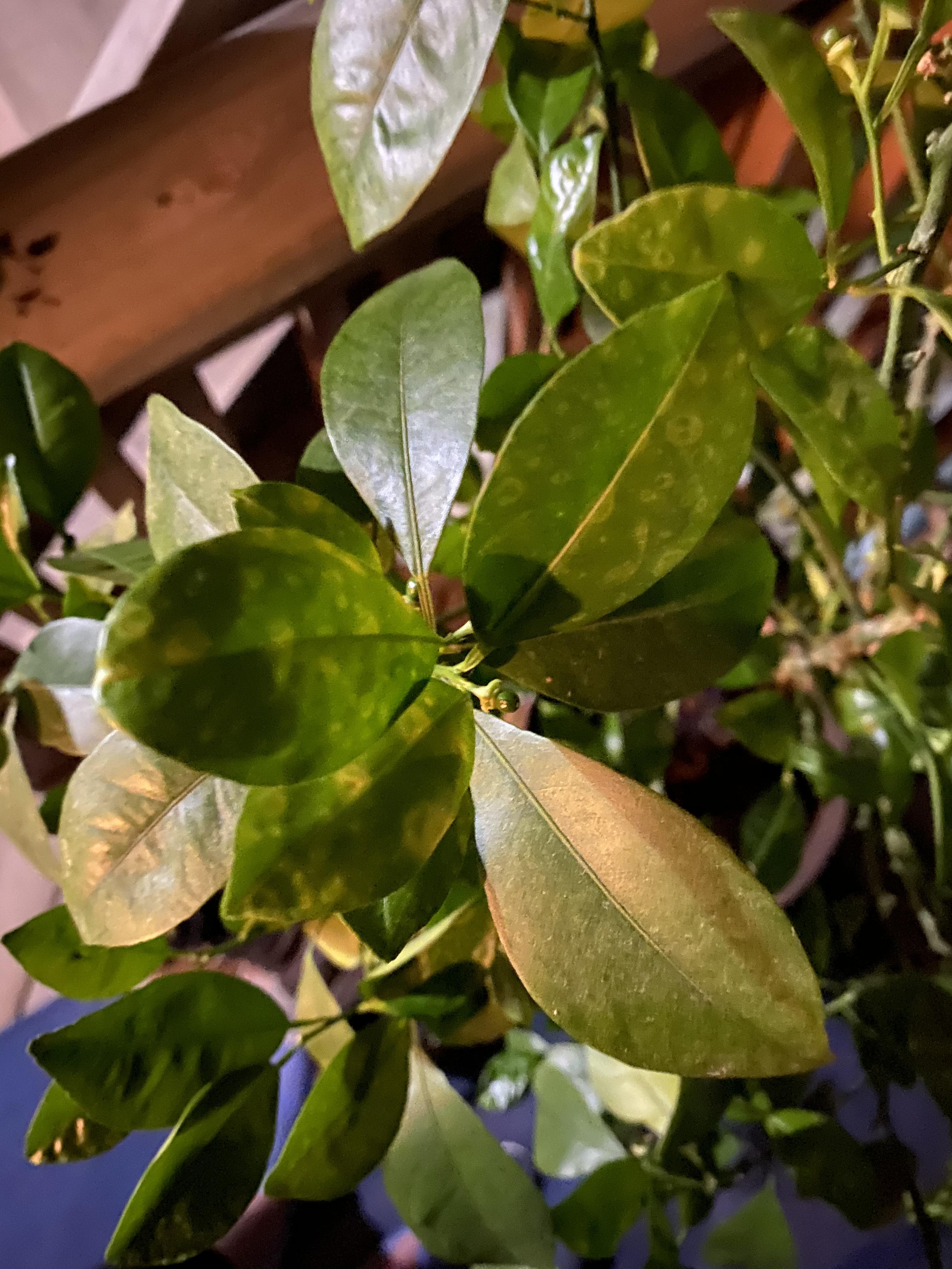 Can anyone help me identify/treat these yellow halolike spots on the