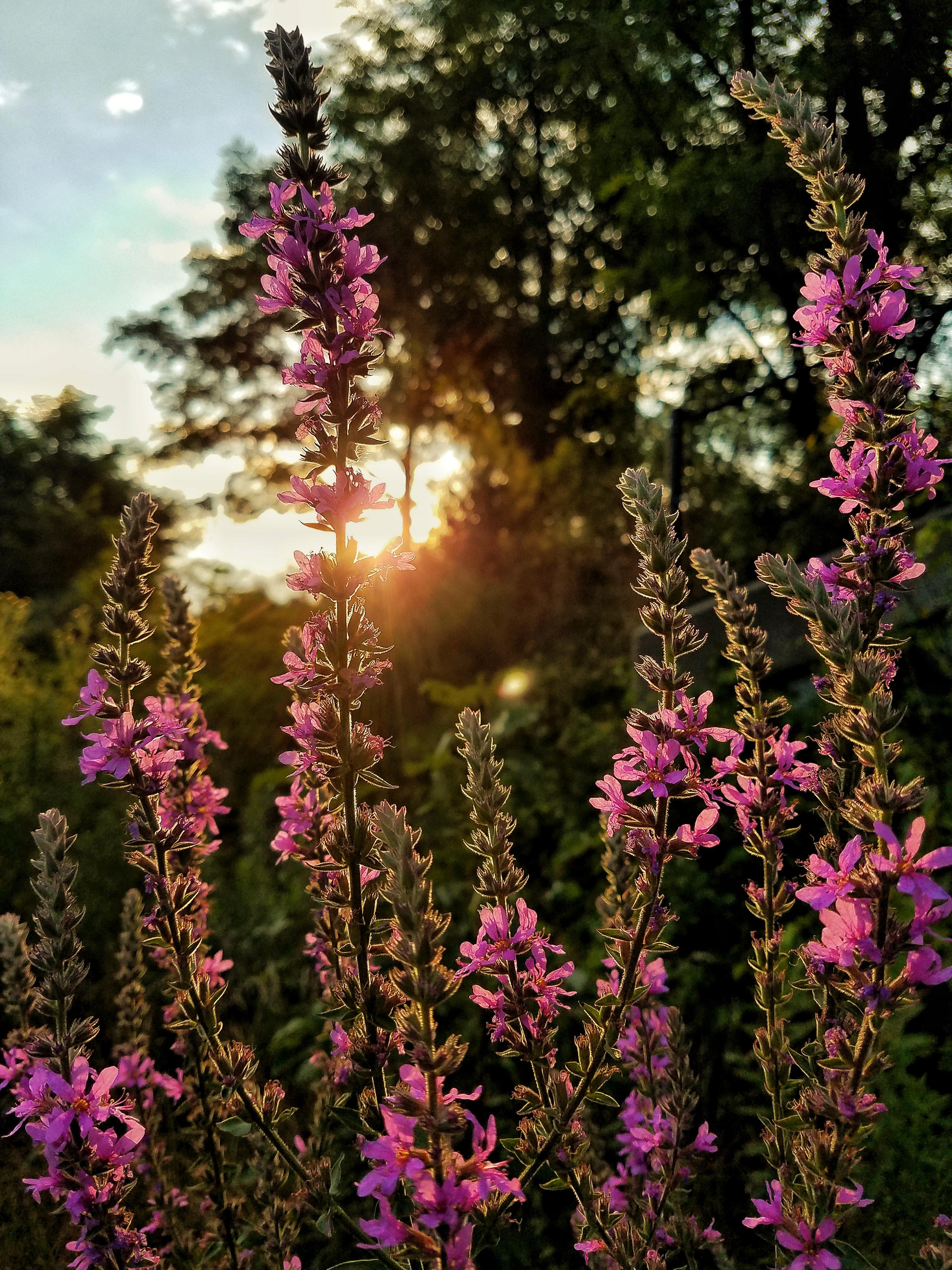 Flowers At Sunset r/MostBeautiful