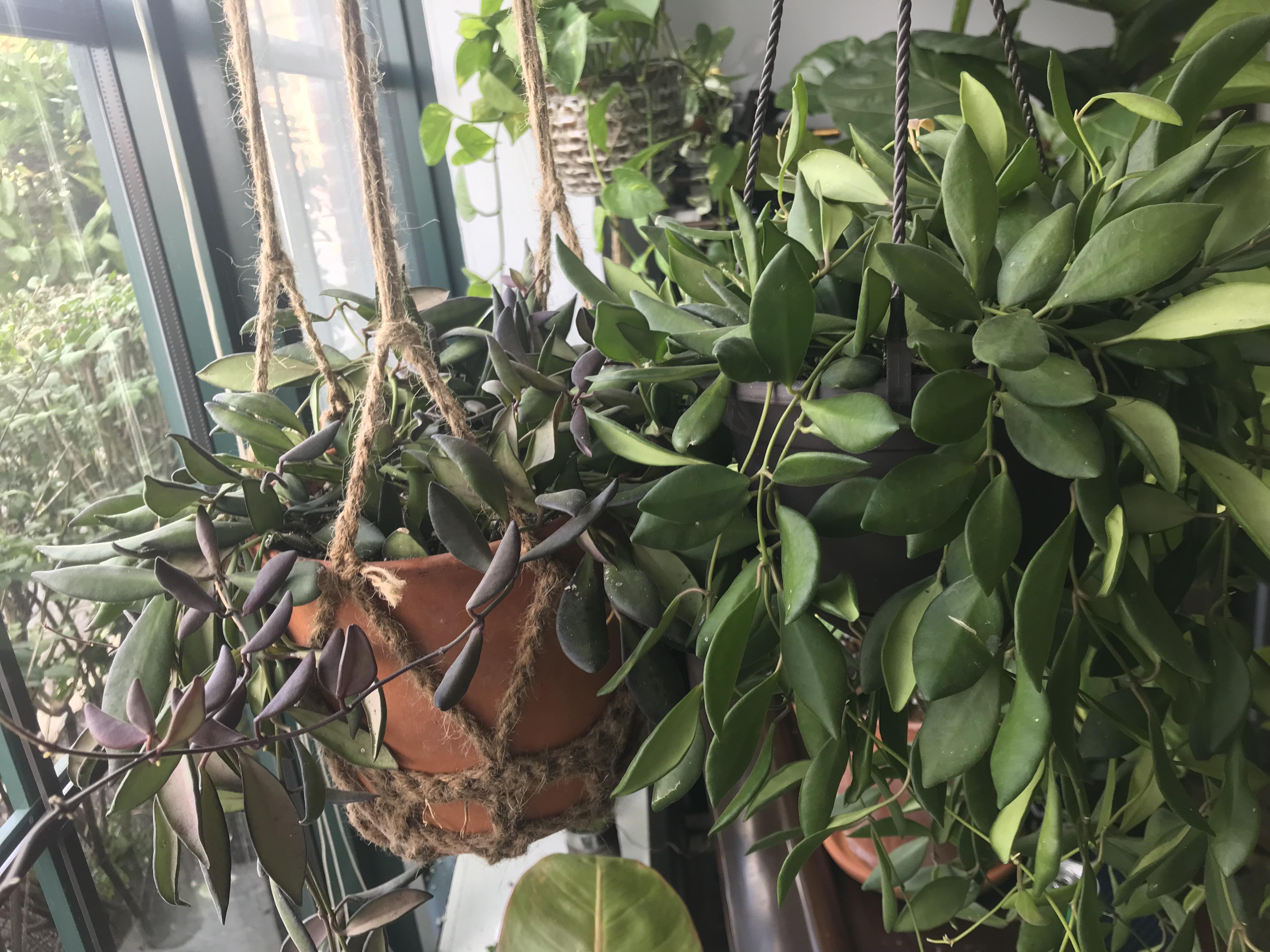 Are these the same Hoya? Both purchased as Exotic Angel’s Bilobata Wax