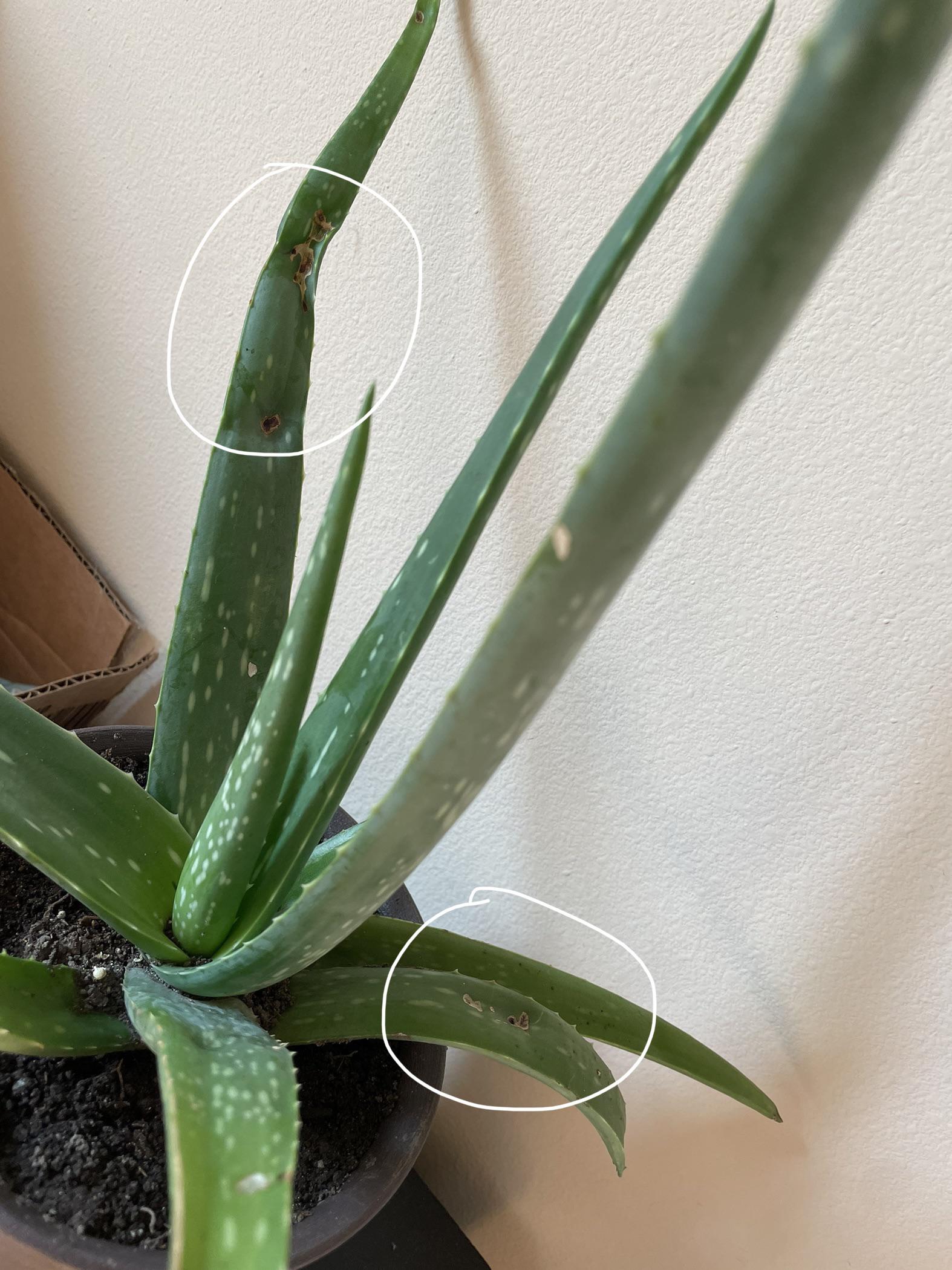 what are these brown spots and specs on my aloe plant? do you know how