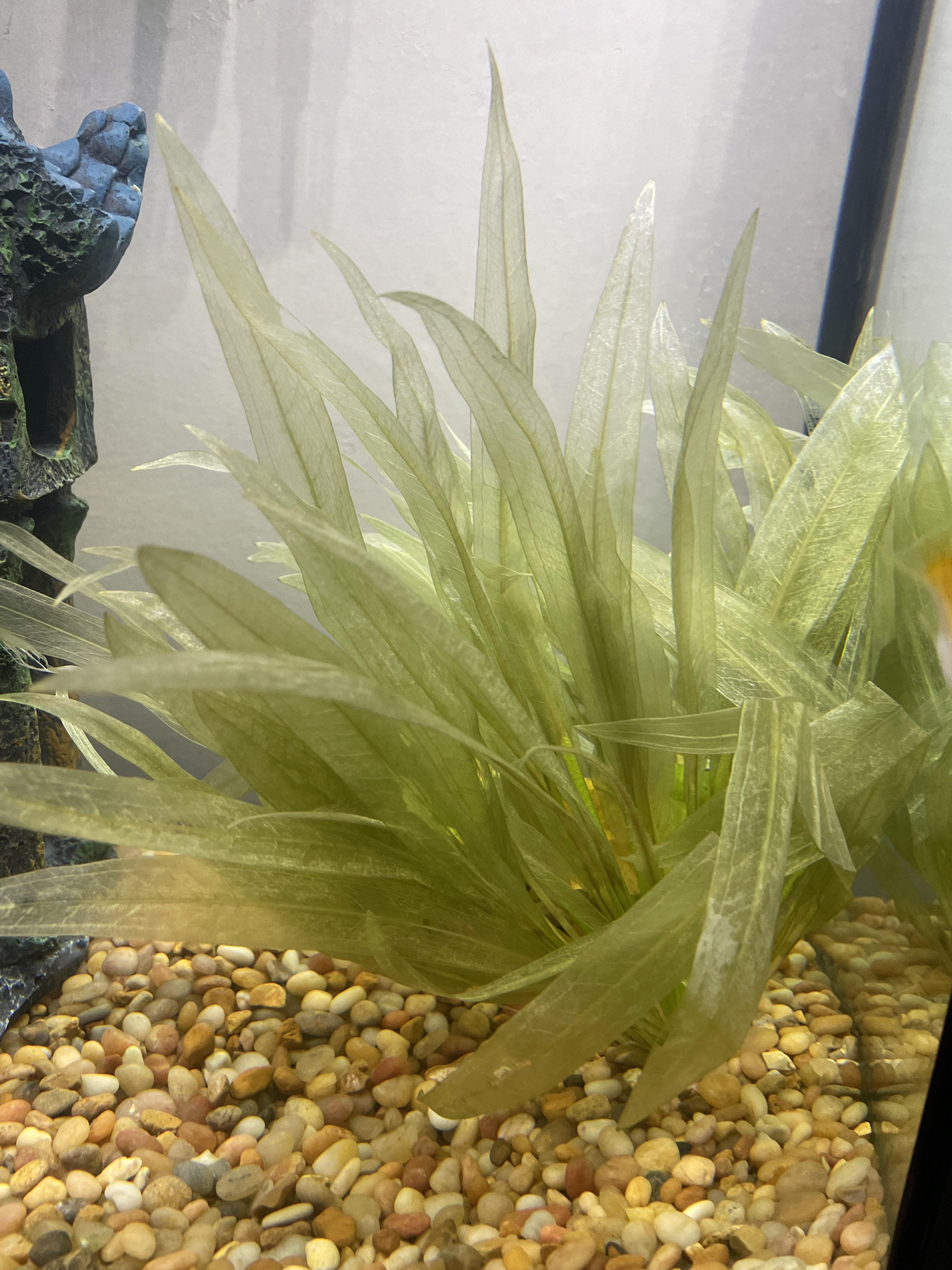 Is something wrong with the plants in my livebearing tank? At first I