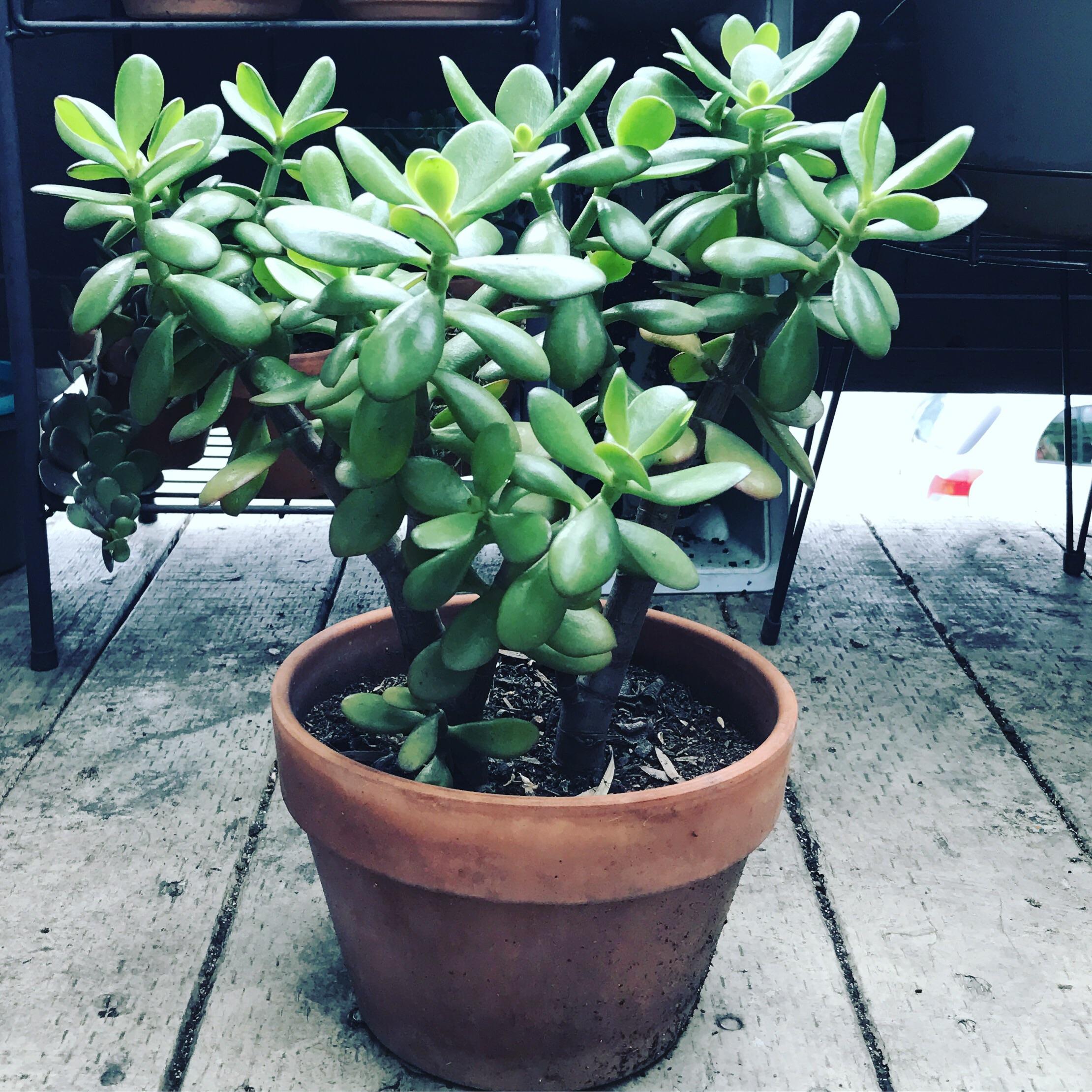 My Jade plant, started as a cutting from my great grandmas Jade plant