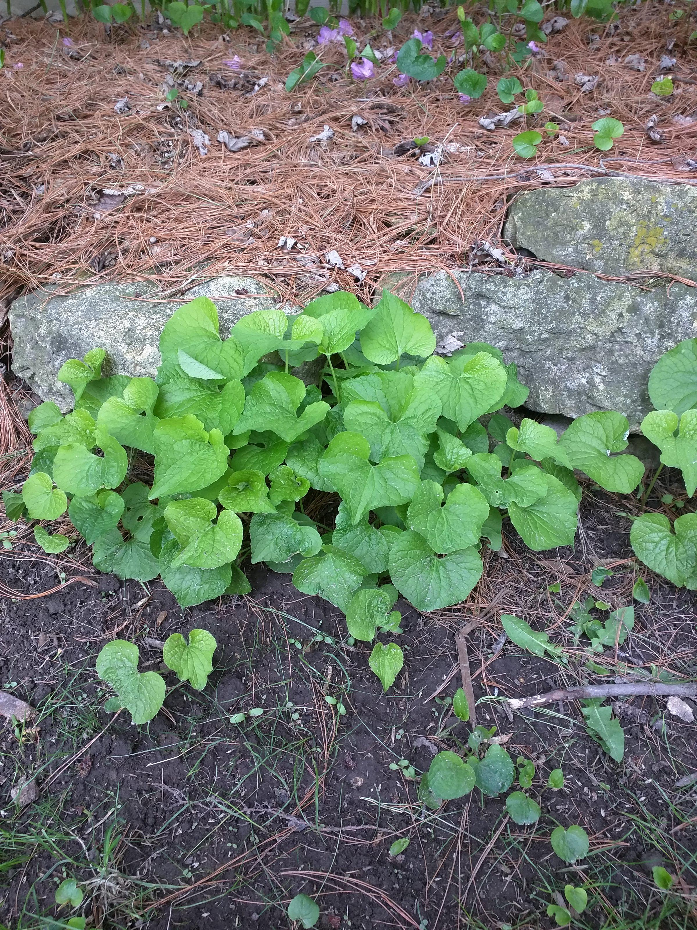 Looks like violet but I was told it isnt. Zone 5a southern Wisconsin
