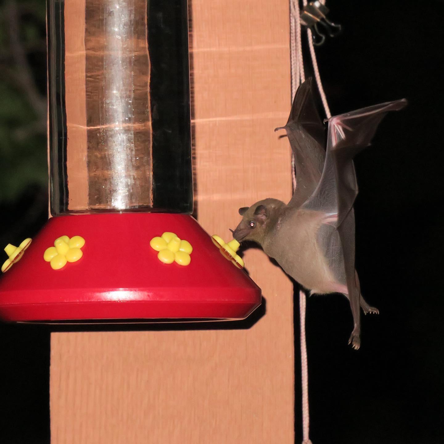 50 best ideas for coloring Bats At Hummingbird Feeders