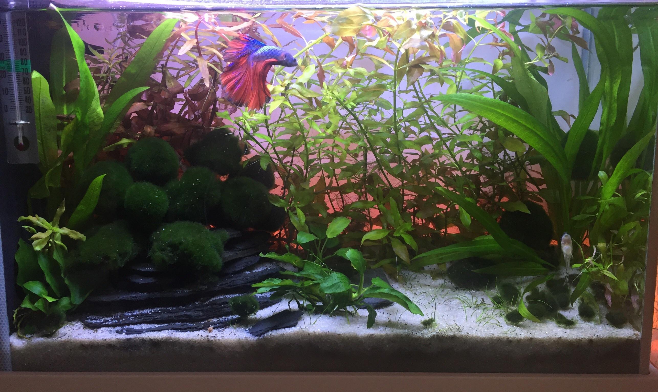 My repens has really taken over. Not sure if it’s a good or bad look