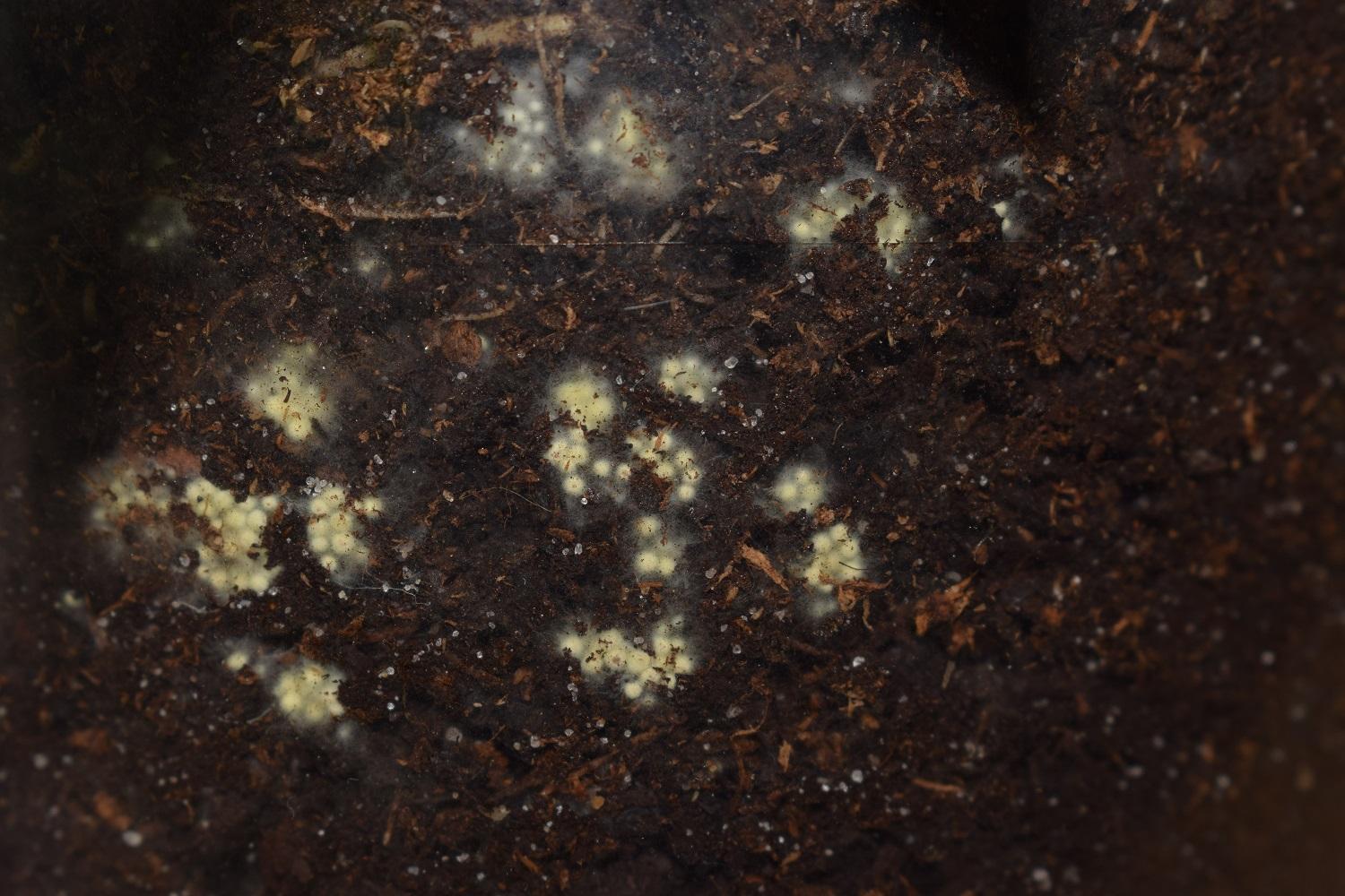 Fungus in my peace lily's soil, is it bad? r/plantclinic
