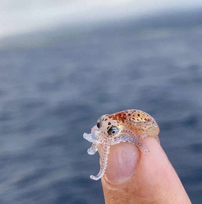 Baby octopus!!! r/interestingasfuck