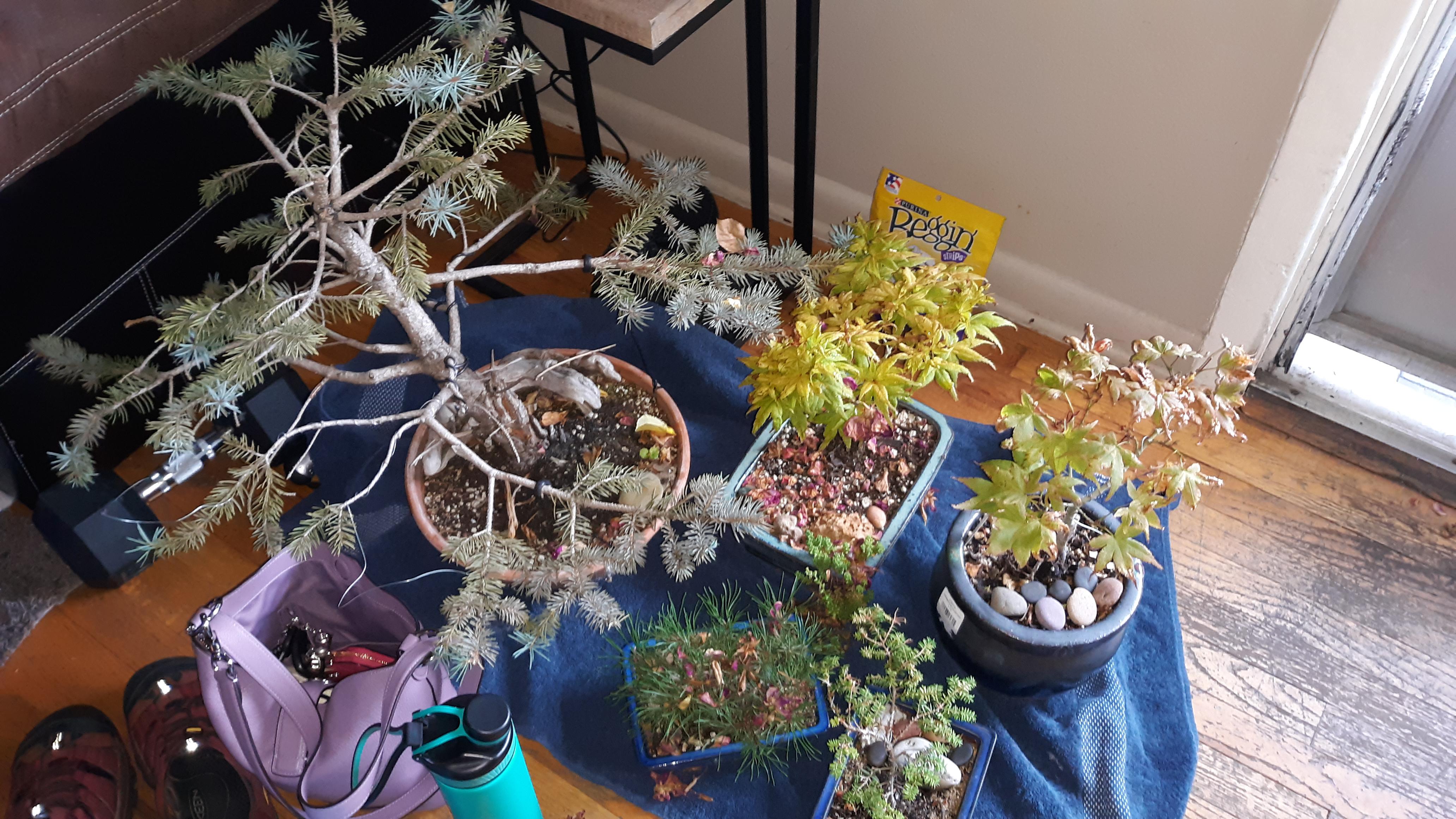 Looking for folks in the Portland Vancouver area to talk bonsai with