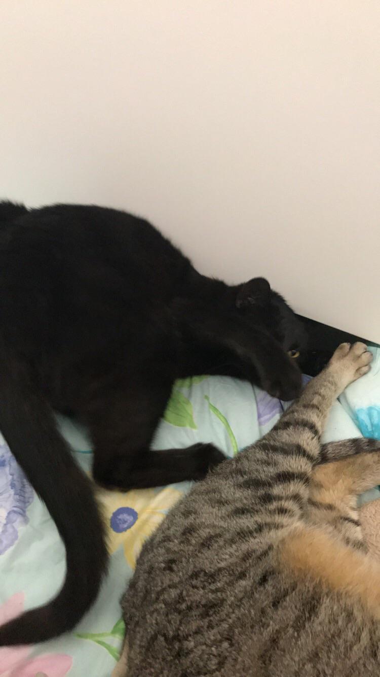 Here’s a photo of my cat falling down the side of my sister’s bed r/aww