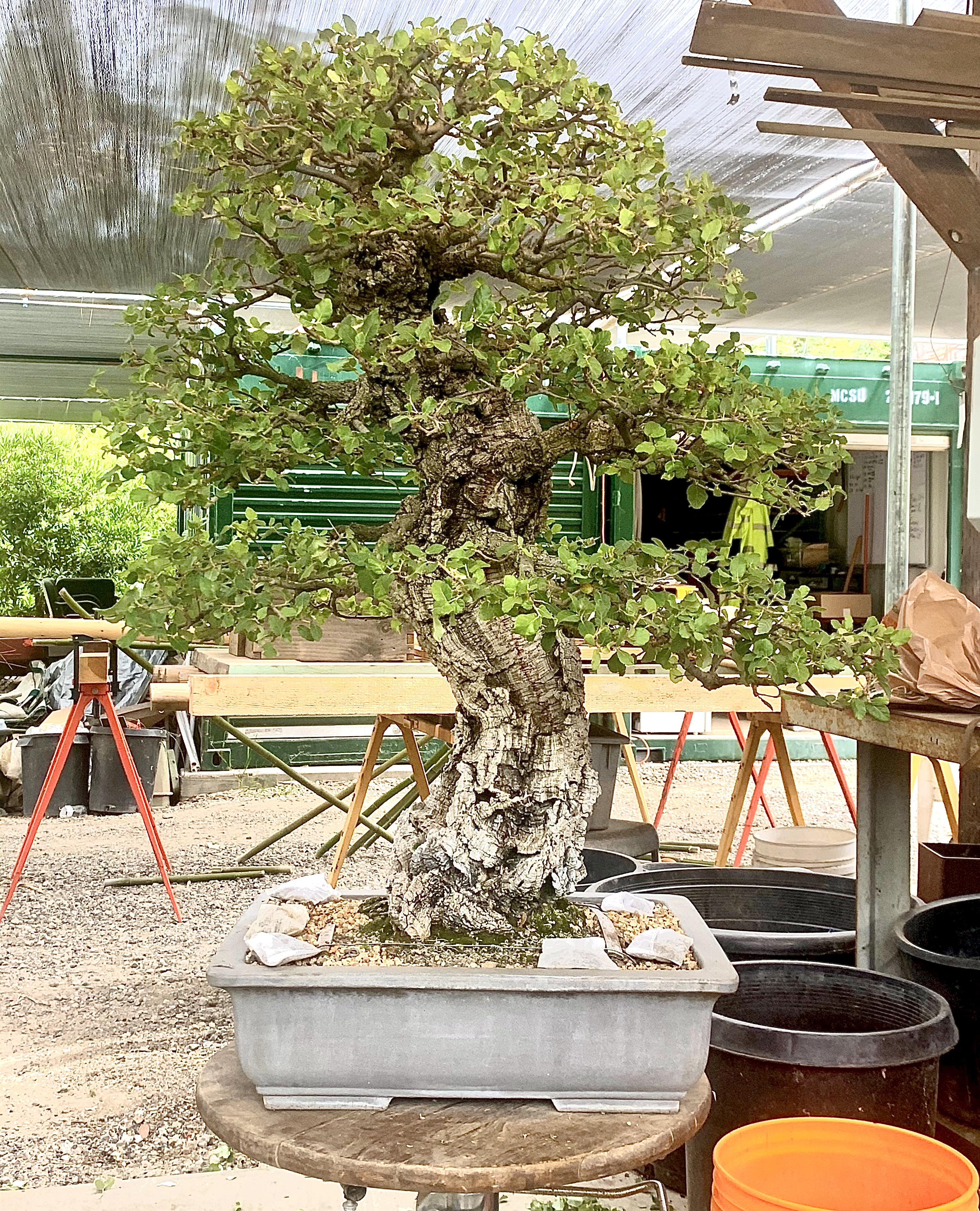 Cork Bark Elm ready for display r/Bonsai