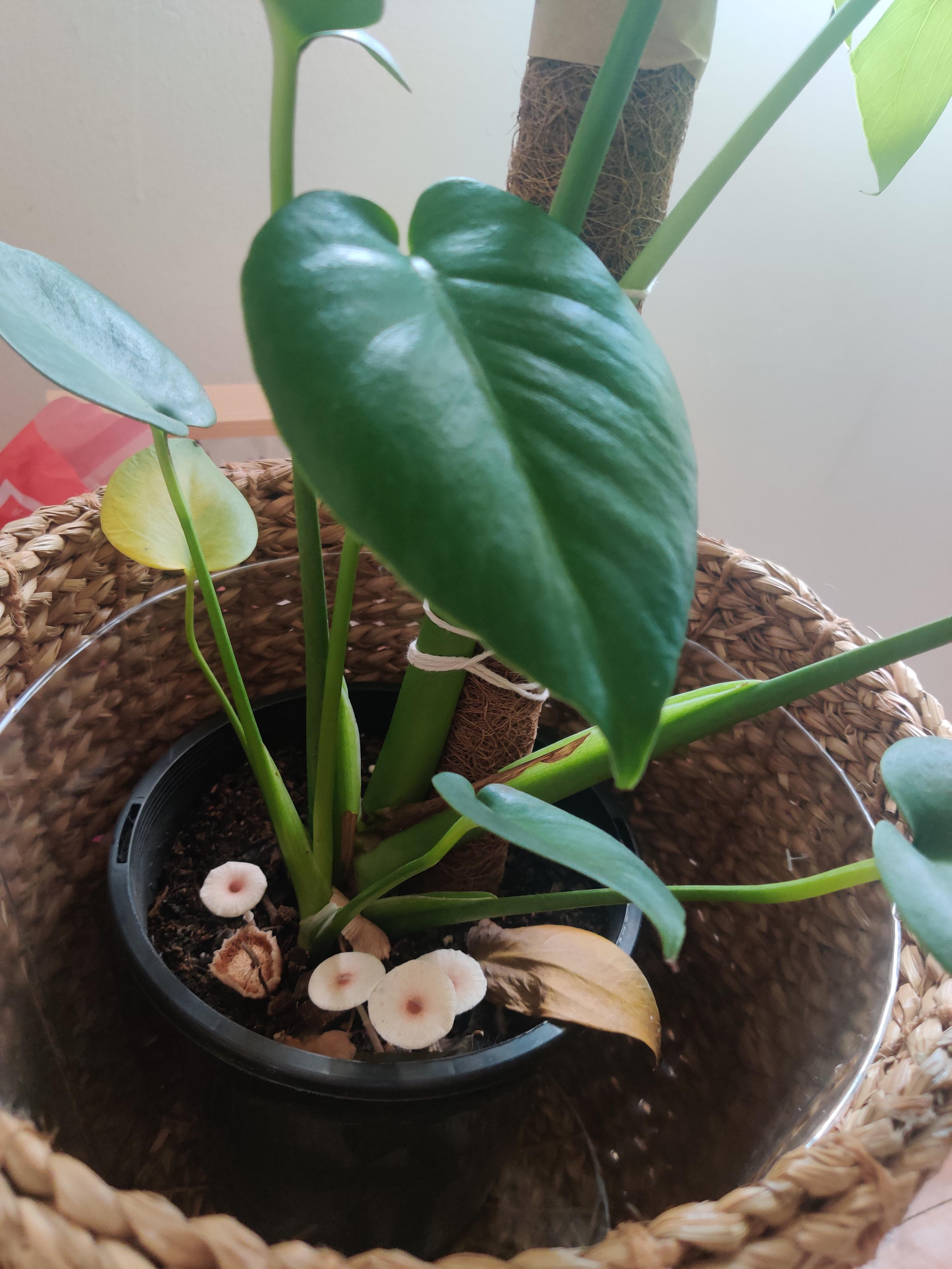 Help! Why are mushrooms growing in my monstera plant and what do I do