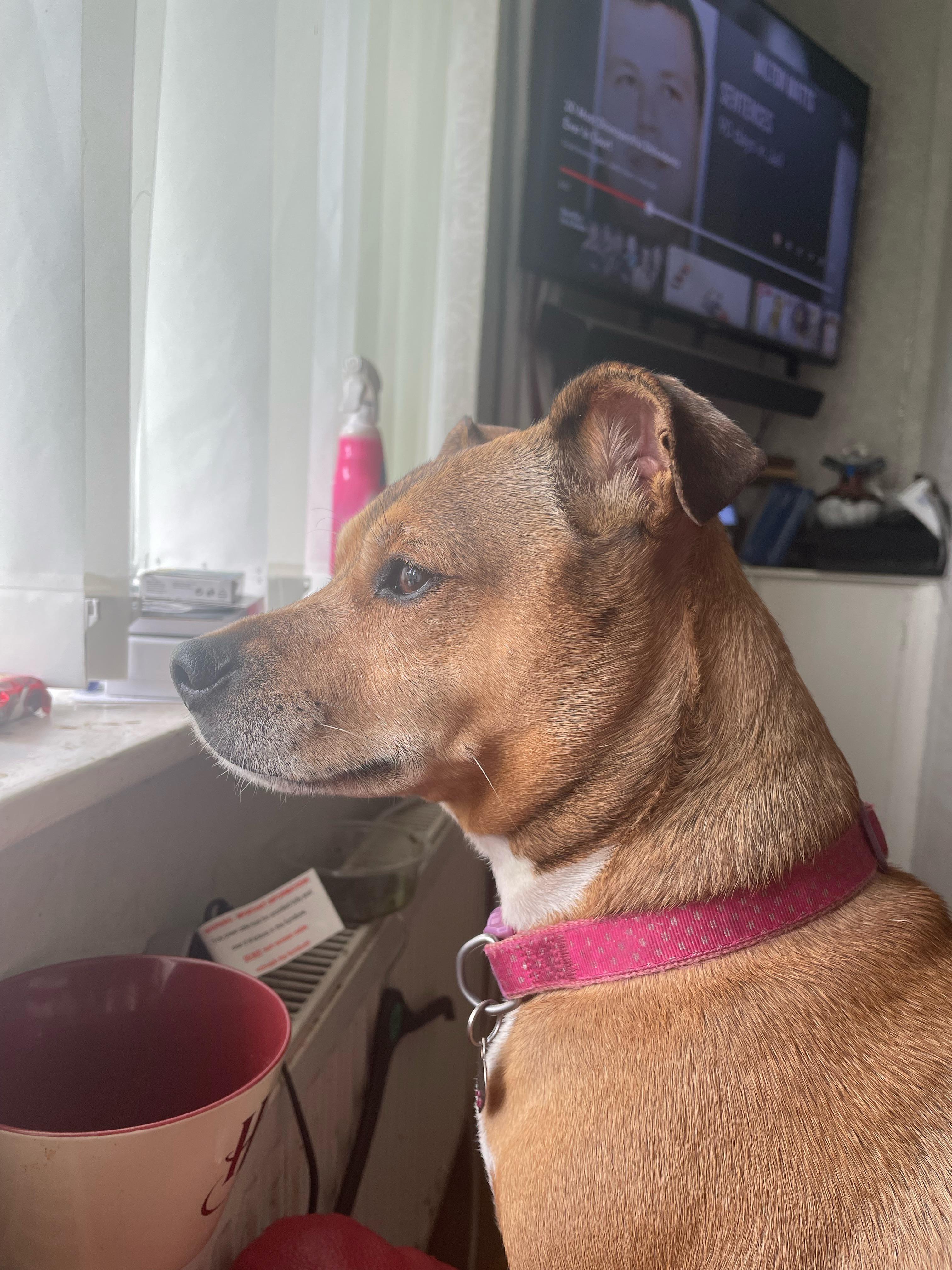 Advise needed… Dog keeps going toilet in the house r/DogAdvice